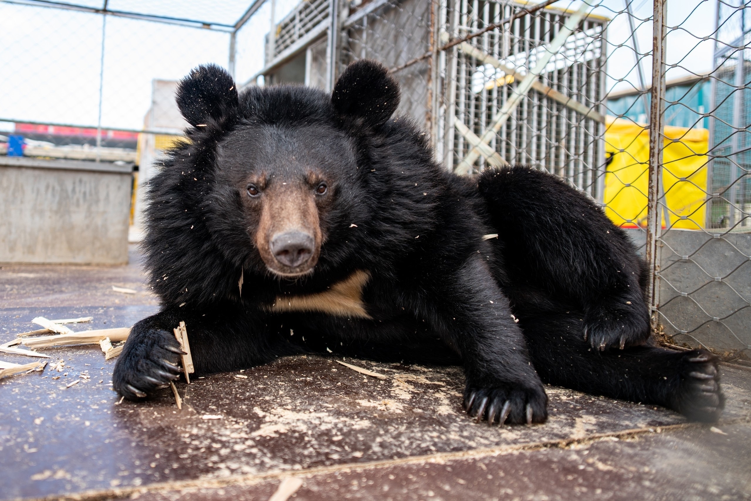 В зооцентре «Дино» пополнение 🐻