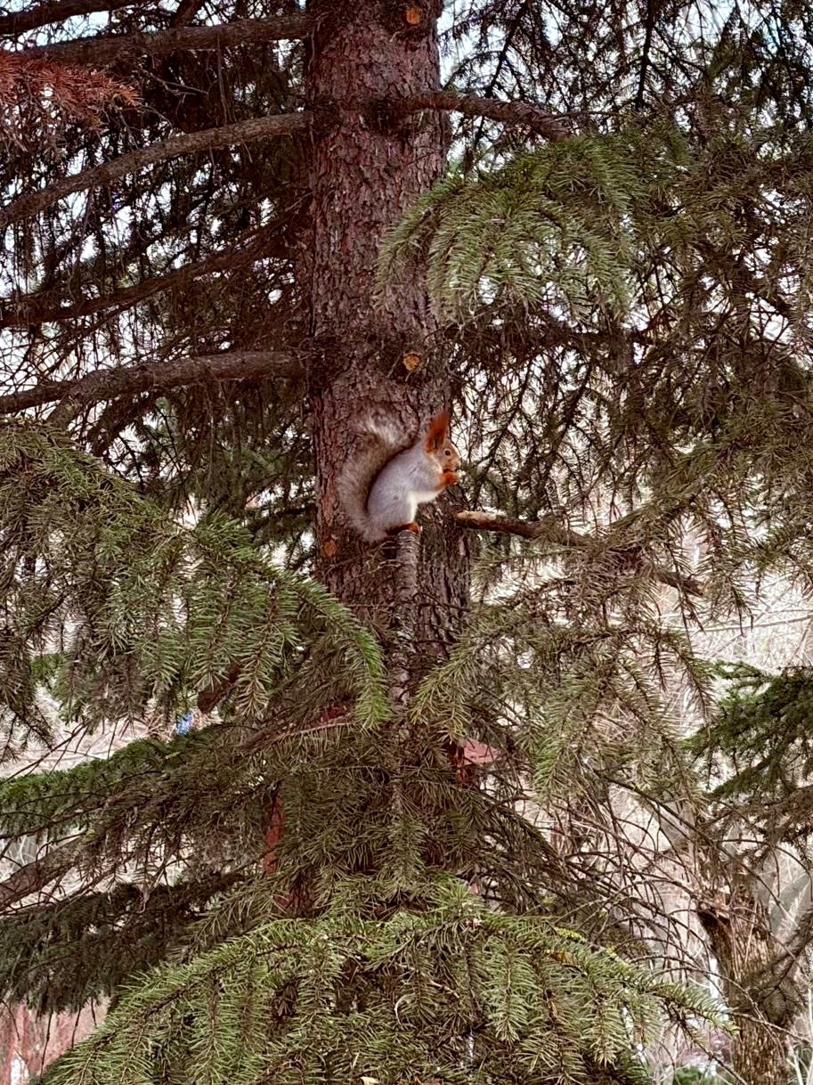 А тем временем в Волжском тоже появились белочки! 👏🤩