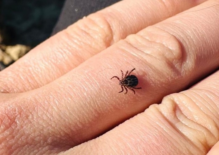 Клещи просыпаются 🕷️