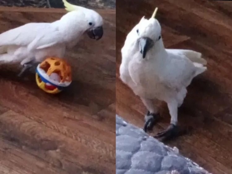 🦜В Волжском продают попугая-матерщинника