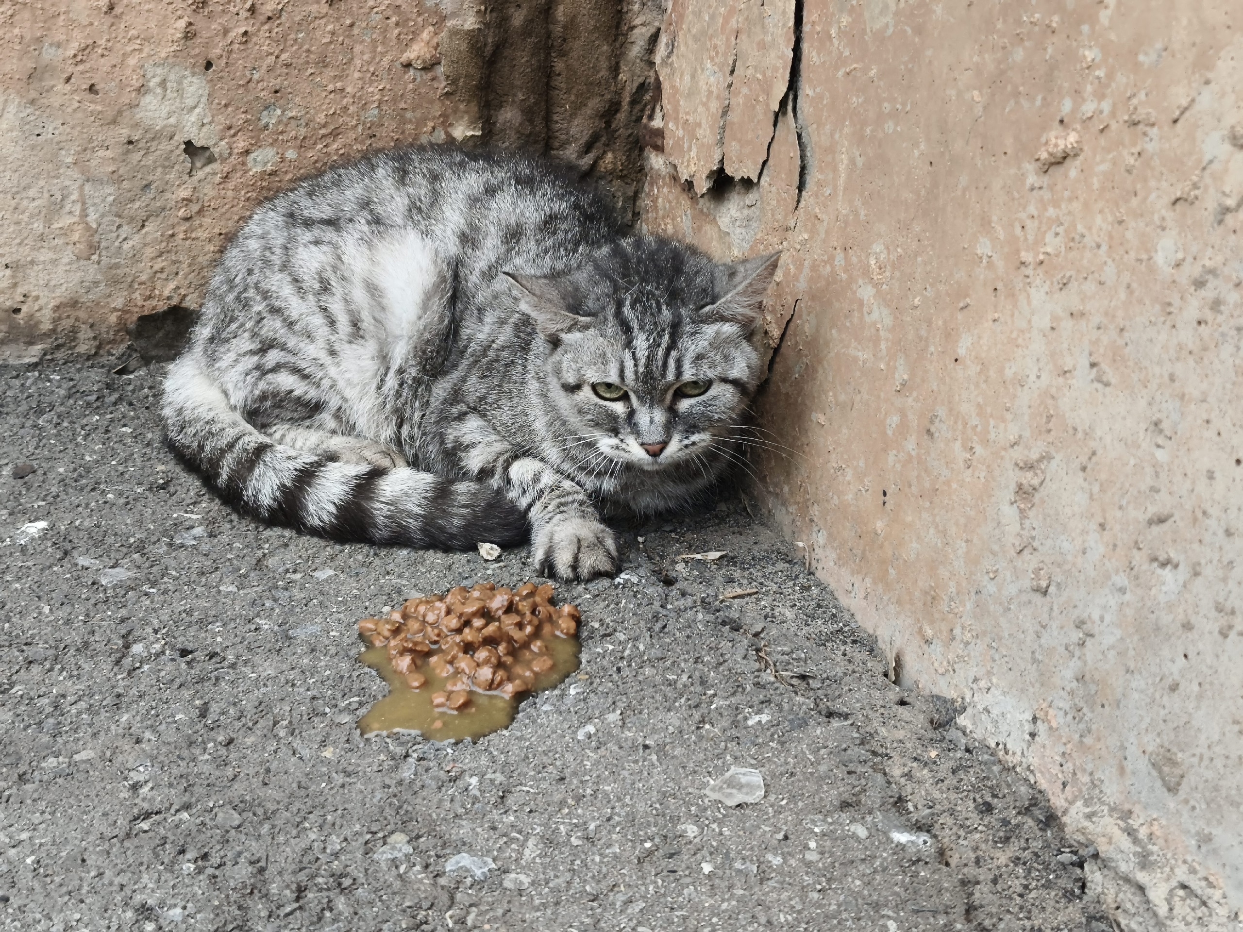 Найдена молодая кошка в 27 микрорайоне ,около гуманитарного института. Видно, что потерялась. Очень напугана. Найдись старый или новый хозяи…