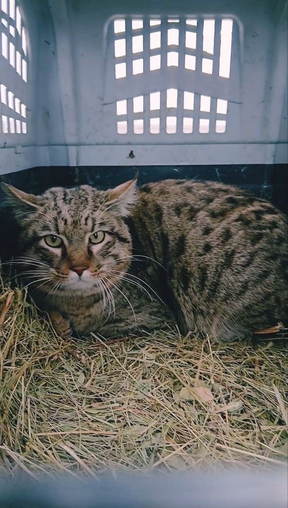 Степную кошку  выпустили на волю после реабилитации. Она попала к волонтерам в декабре из Астрахани, лечилась в центре «Птичий остров». Посл…