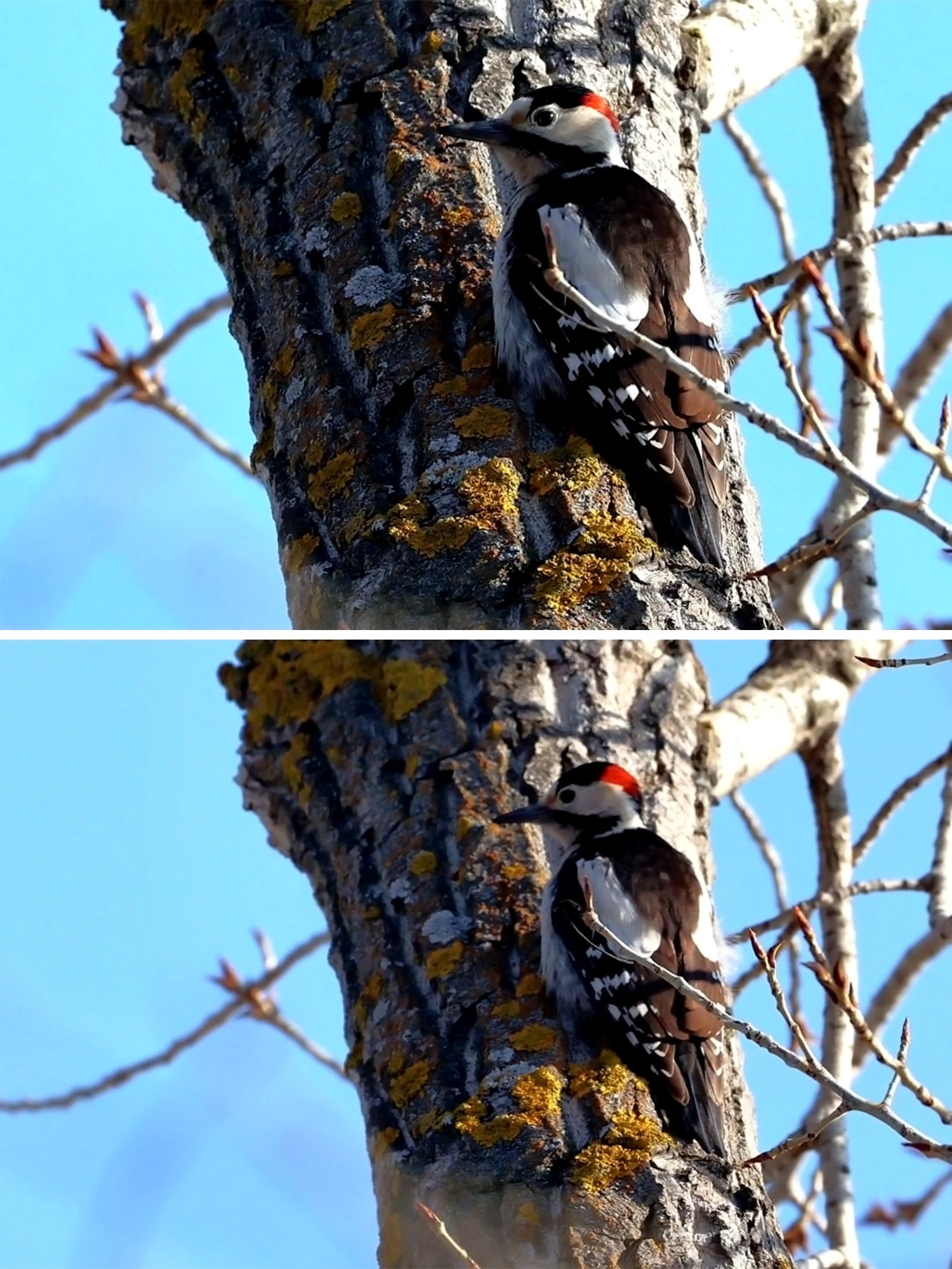 В Волжском на острове Зелёном заметили очаровательного сирийского дятла! 👏🤩