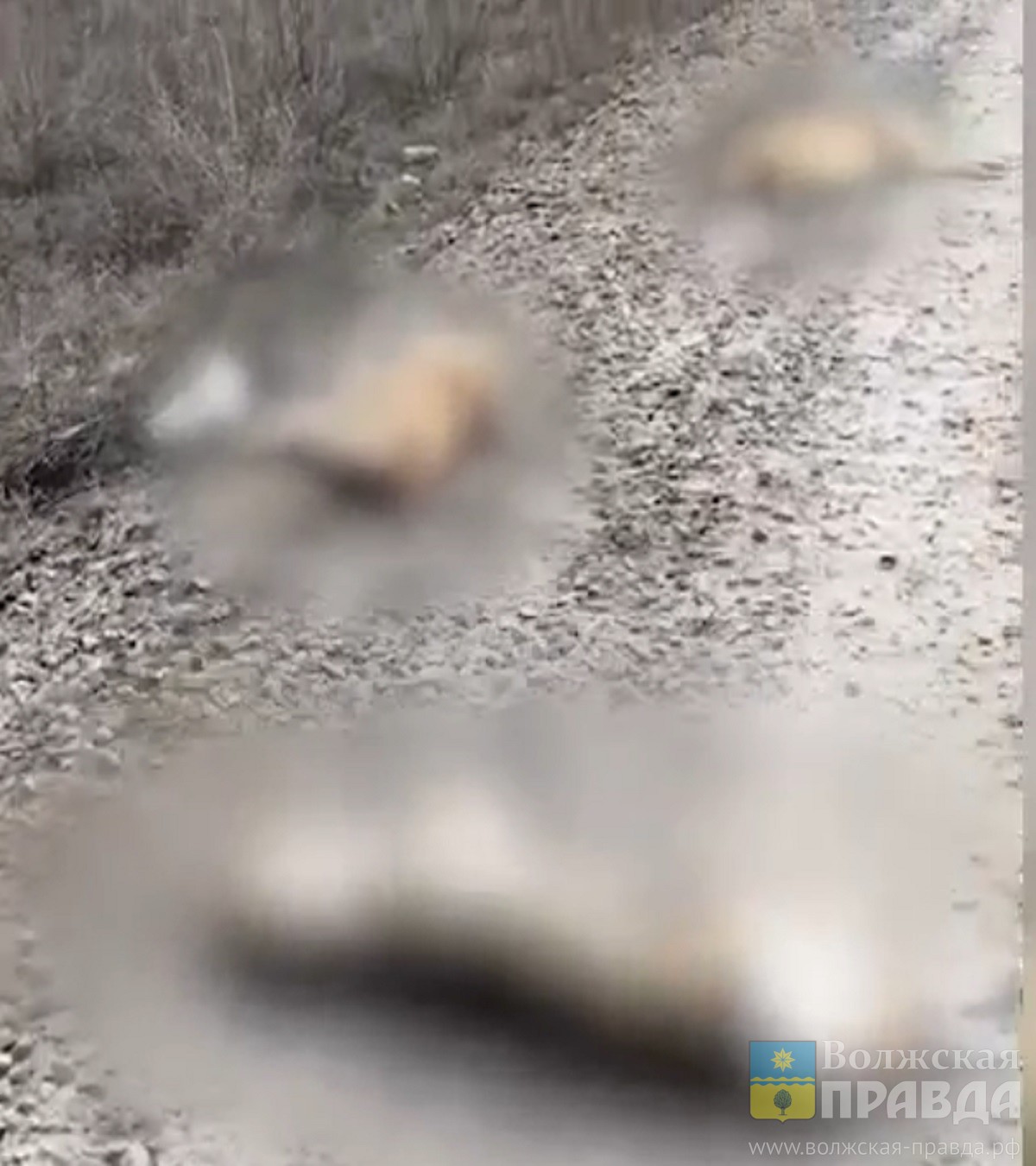 Разбитые головы и проволока на шеях: полиция Волгограда разбирается в жестоком убийстве собак