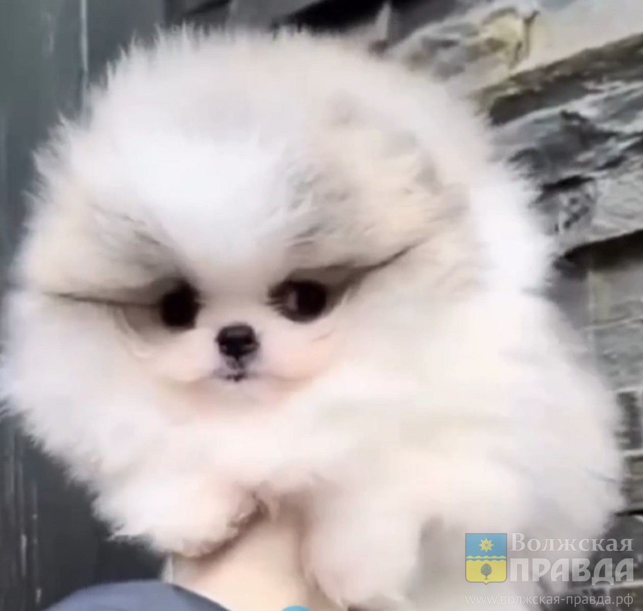 У Ирины Дубцовой появился шпиц размером с ладонь: а что, только Киркорову можно?