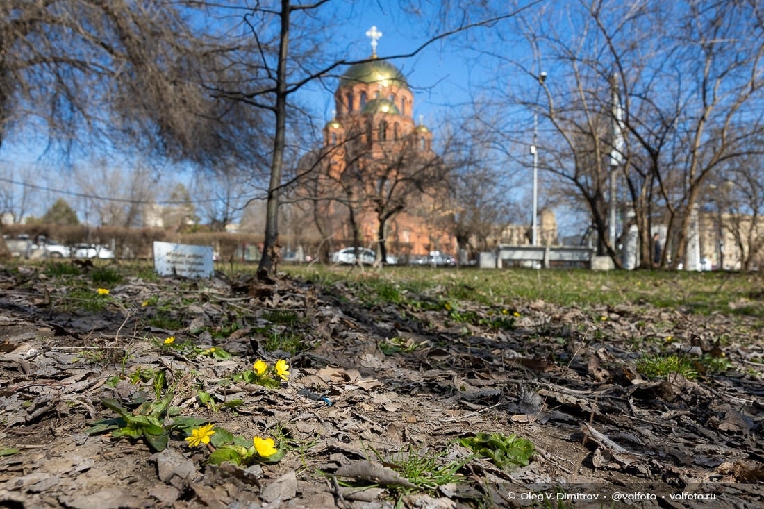 Вот и в Комсомольском саду появились первые весенние цветы! 🌤️🌼