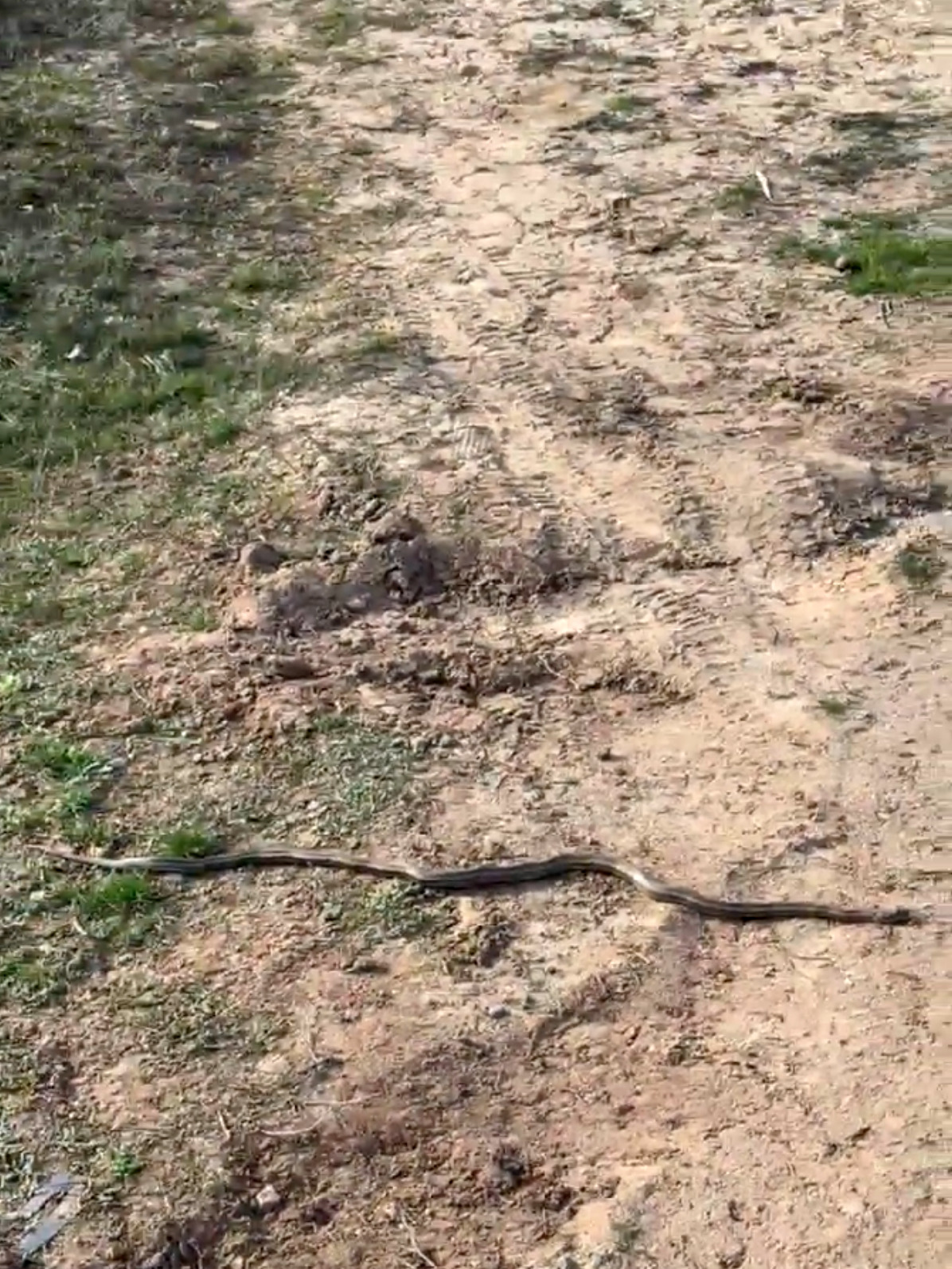 В Волгограде и Волжском змеи проснулись после зимней спячки и выползли погреться на солнышке! ☀🐍🌿