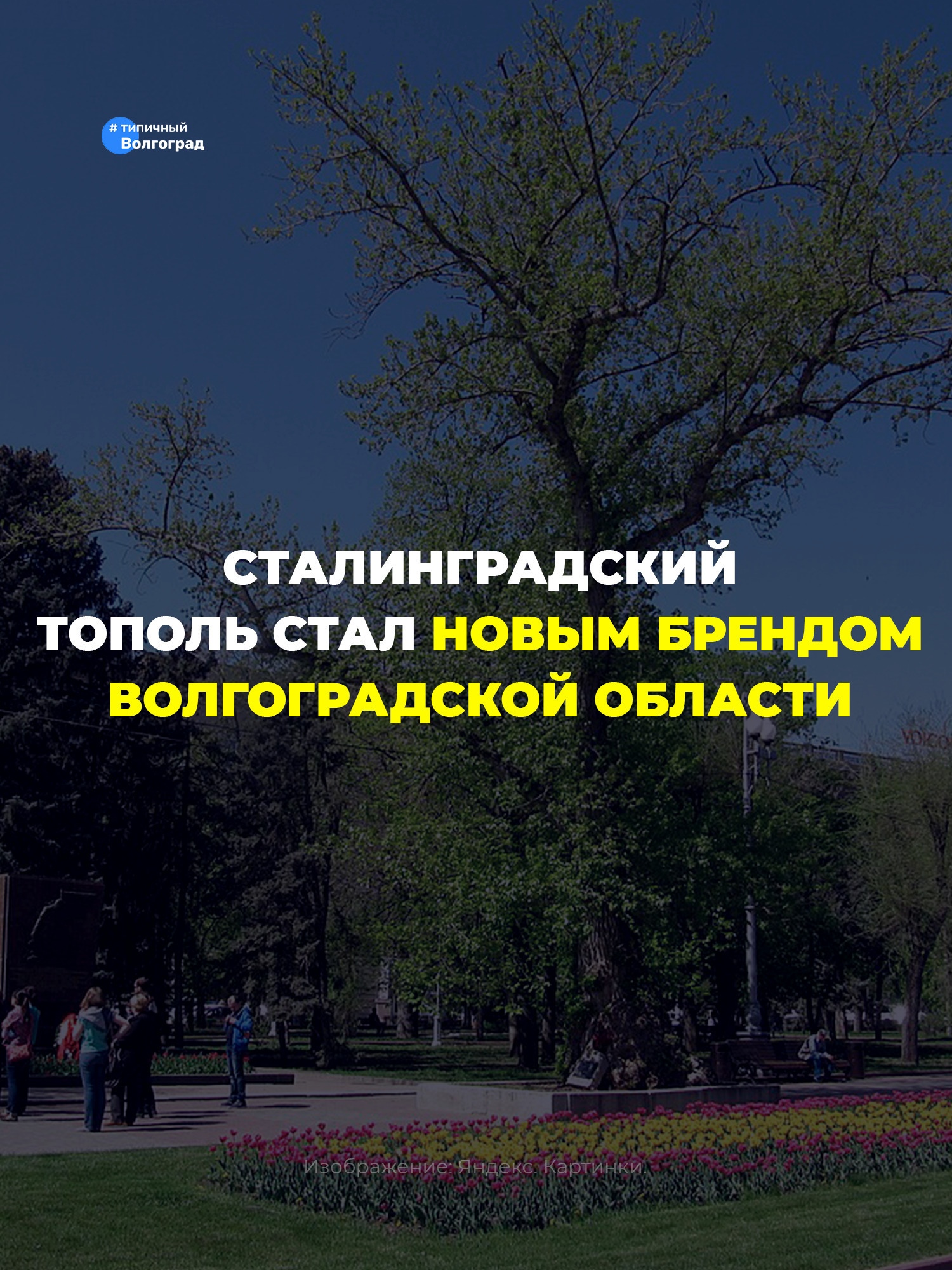 Сталинградский тополь стал новым брендом Волгоградской области! 👏😍