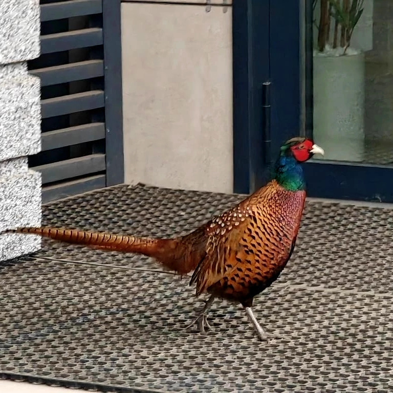 Фазаны уже просто так разгуливают по городу! 👏😍