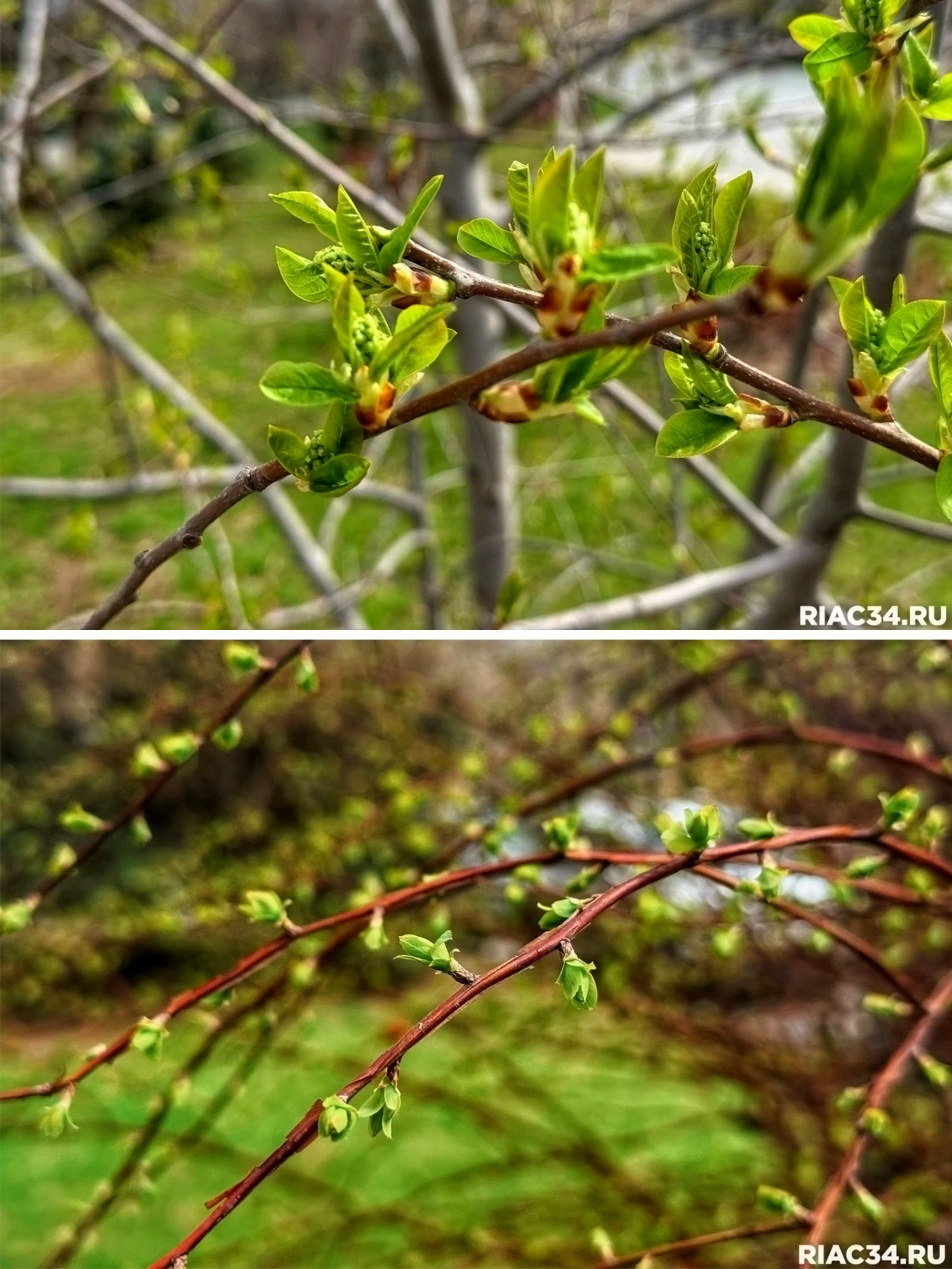 Почки-листочки уже распускаются и расправляются! 👏😍