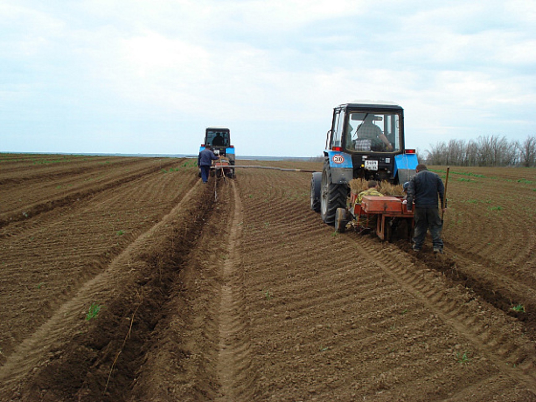 2,7 млн саженцев высадят в лесах Волгоградской области