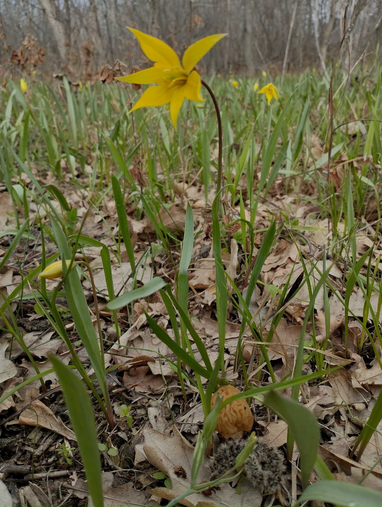 В Волгоградской области расцвели краснокнижные тюльпаны Биберштейна