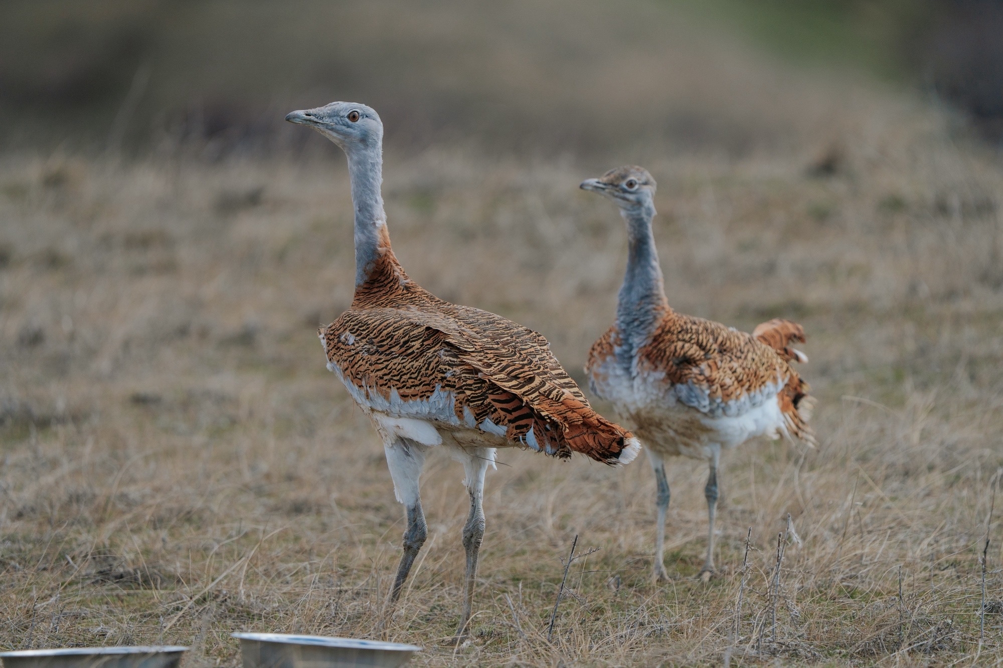 Степных великанов возвращают в природу 🦅