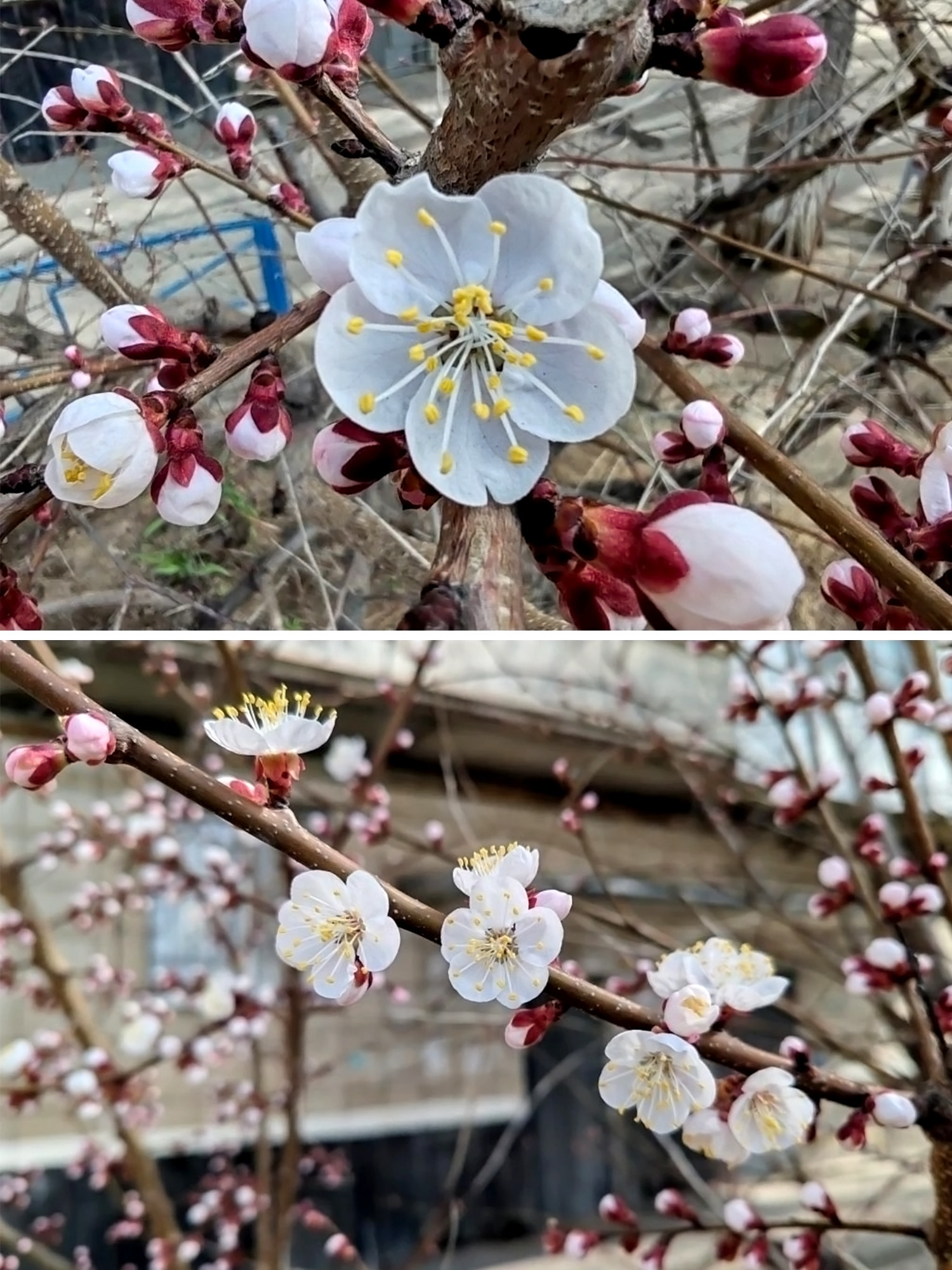 «С каждым годом всё раньше и раньше!»: в Волгограде неожиданно рано зацвели абрикосы! 👏🤩