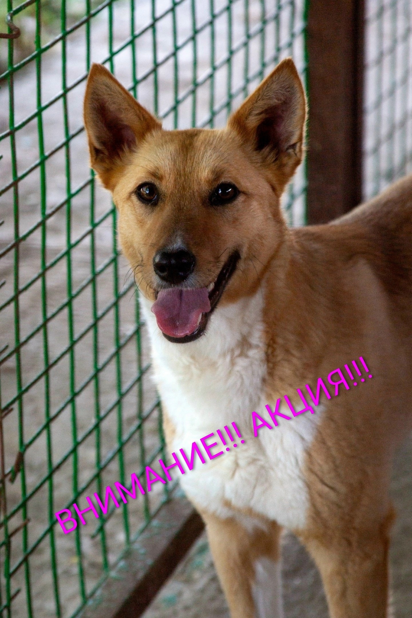 Театральная премьера с хвостатым поворотом 🎭🐶