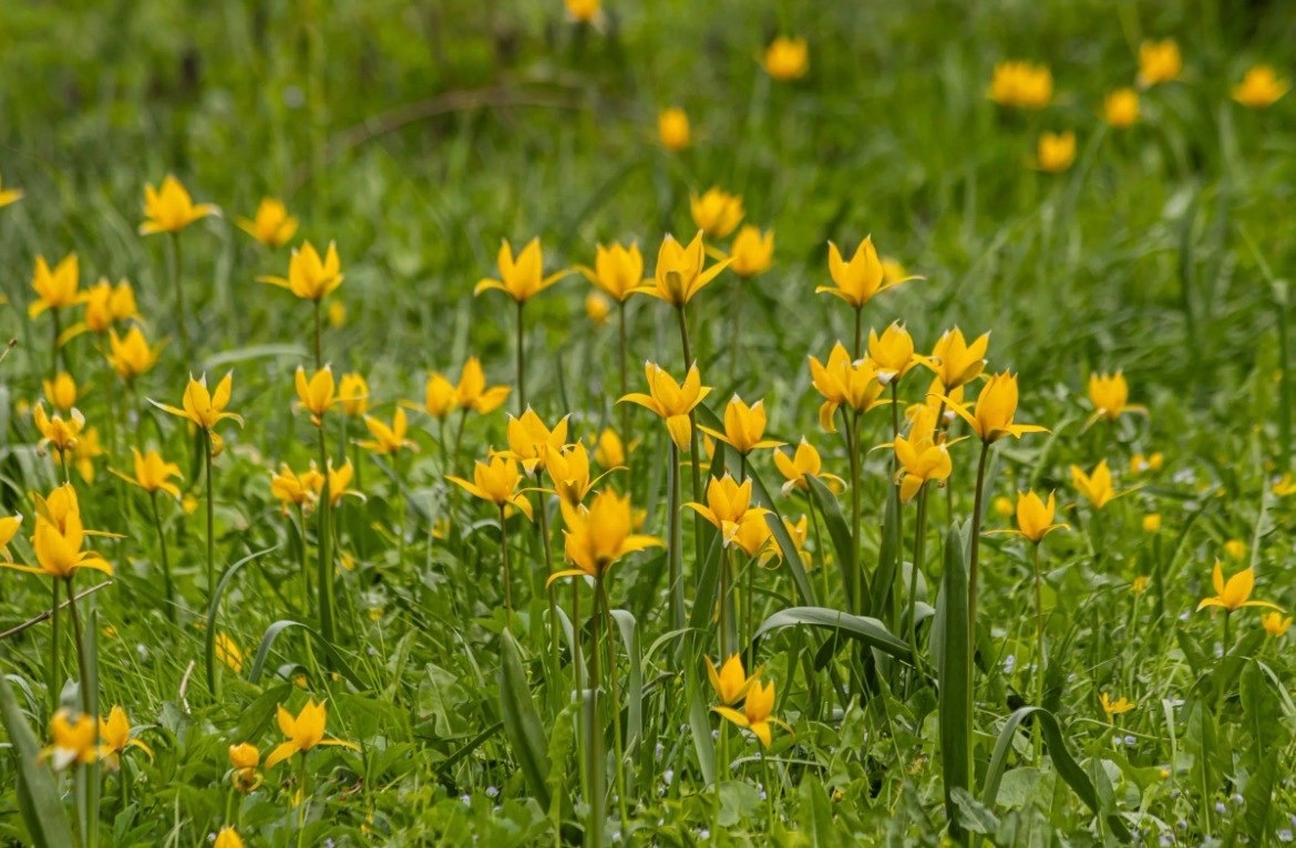 В пойме зацвели тюльпаны Биберштейна 🌷