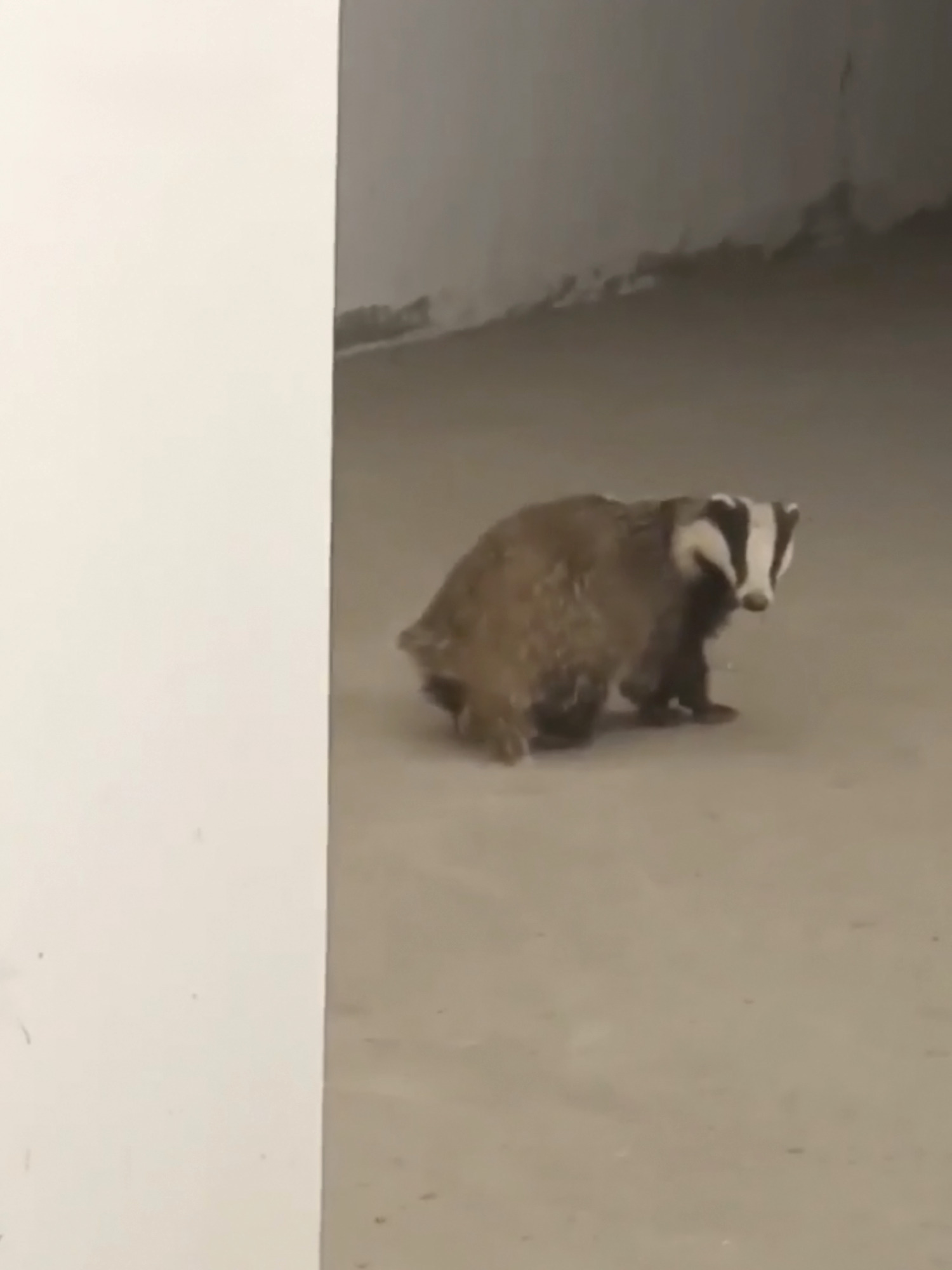 Выйдя из дома, я ожидала увидеть всё что угодно, но только не барсука на Спартановке! 😲👉️🦡