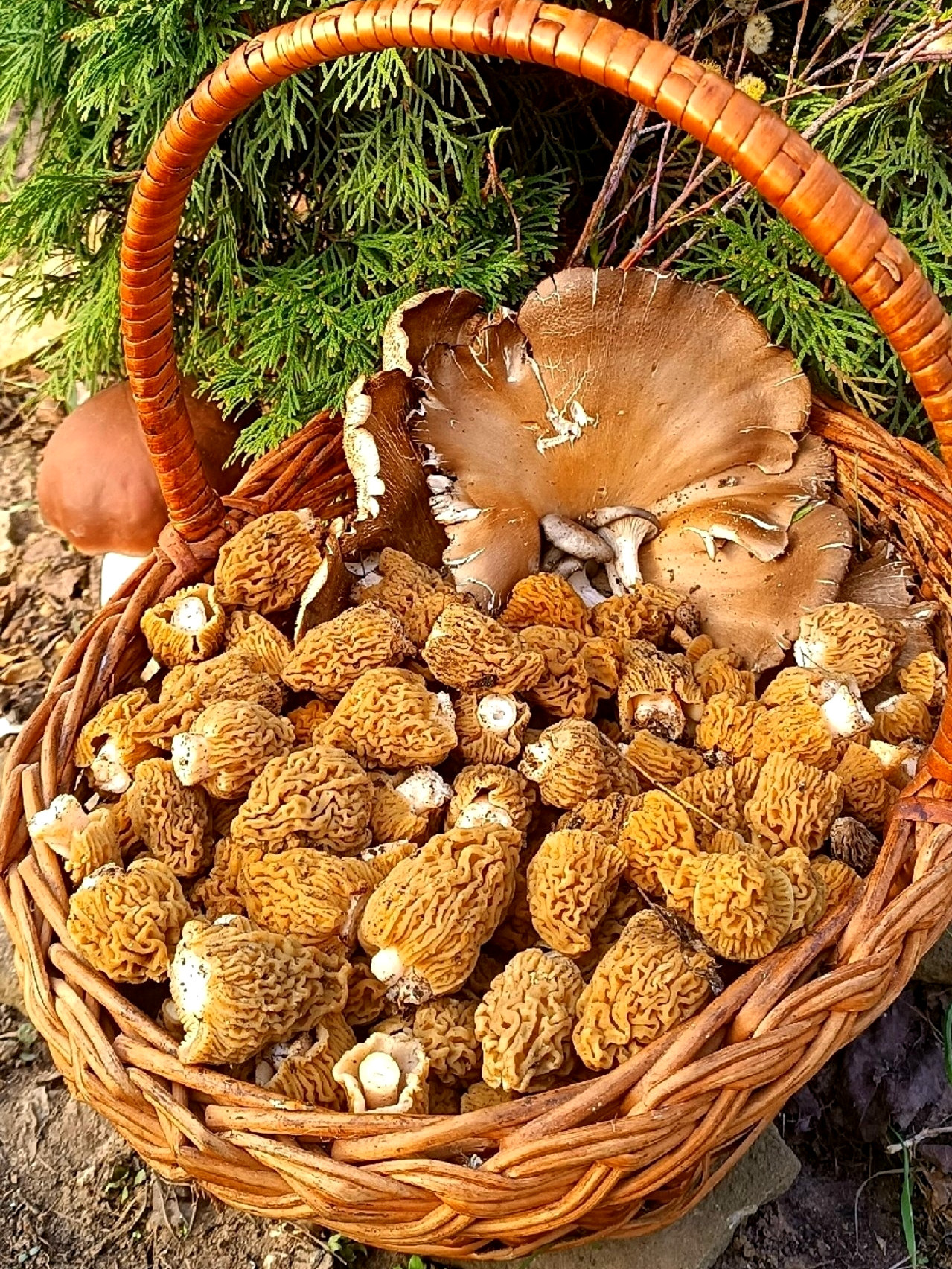 Волгоградские леса щедро делятся сморчками и вёшенками! 👏🤩