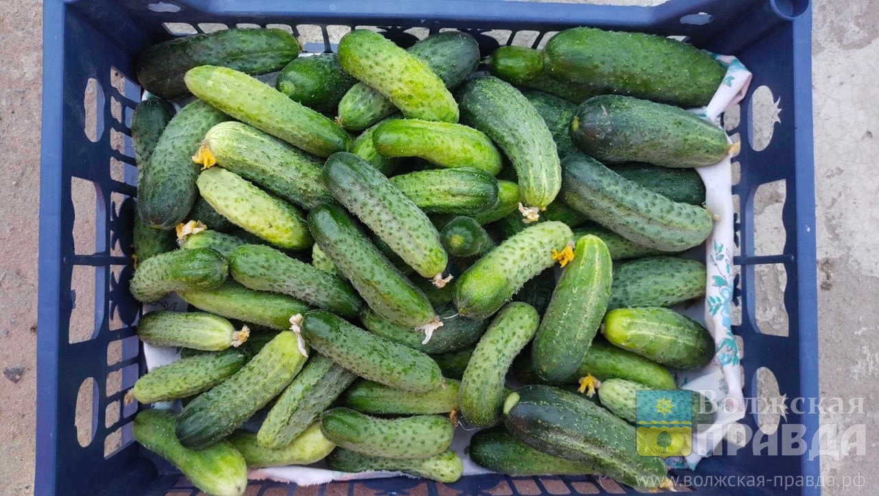 Ценопад и ценорост: что подорожало и подешевело в Волгоградской области за неделю