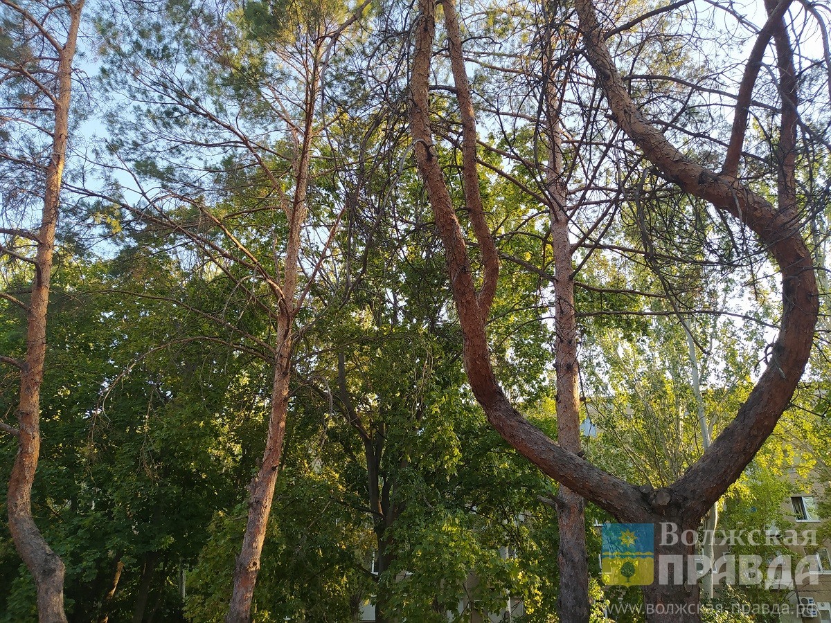 Битва за лес: в Волгоградской области готовят масштабную обработку от вредителей