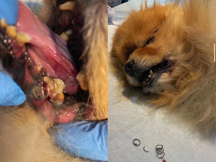 Волгоградские ветеринары под наркозом извлекли из десны восьмилетнего шпица по кличке Чип металлическую пружинку. Инородный предмет мешал пс…