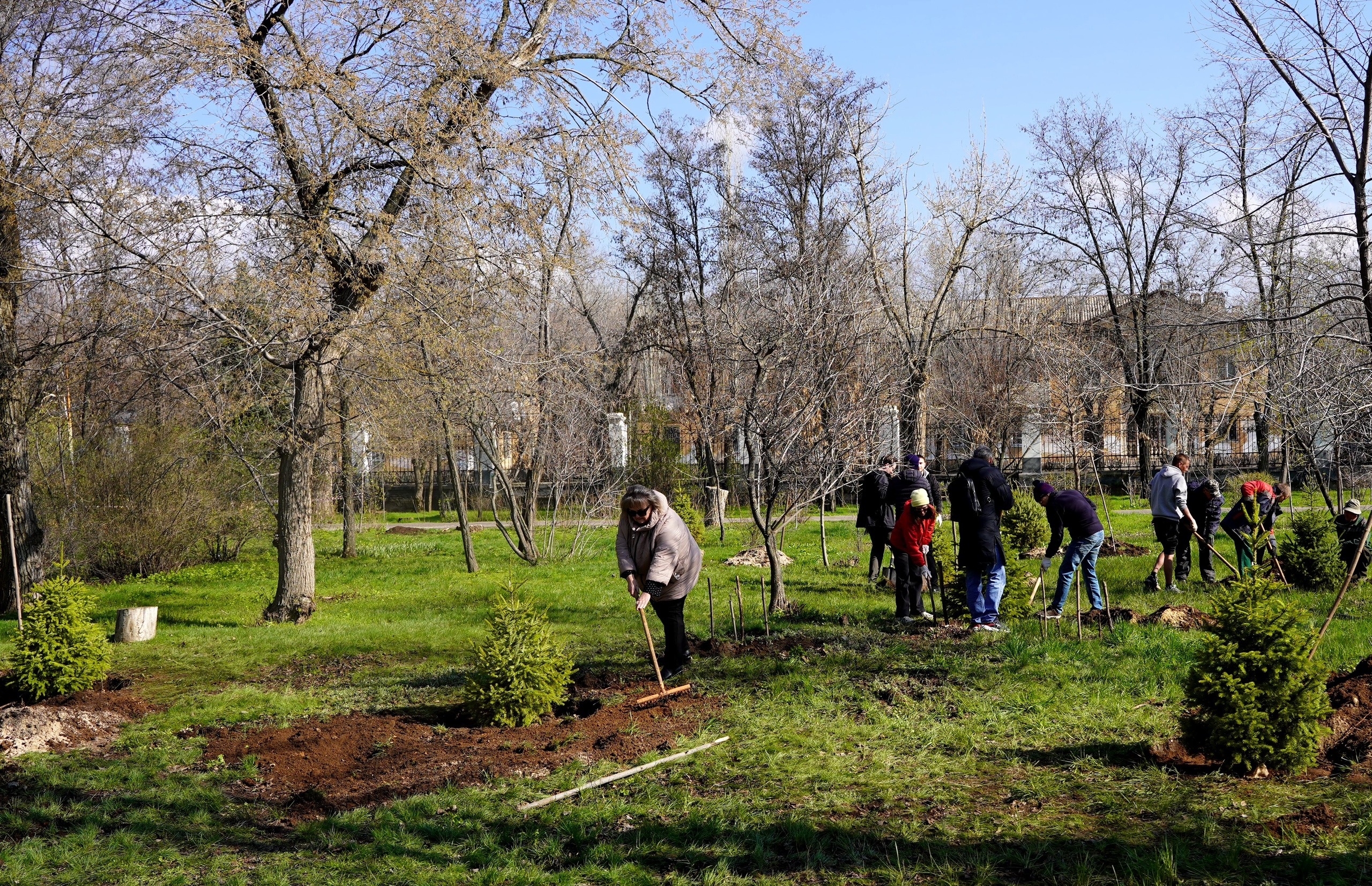 В парке «Гидростроитель» высадили сербские ели 🌲