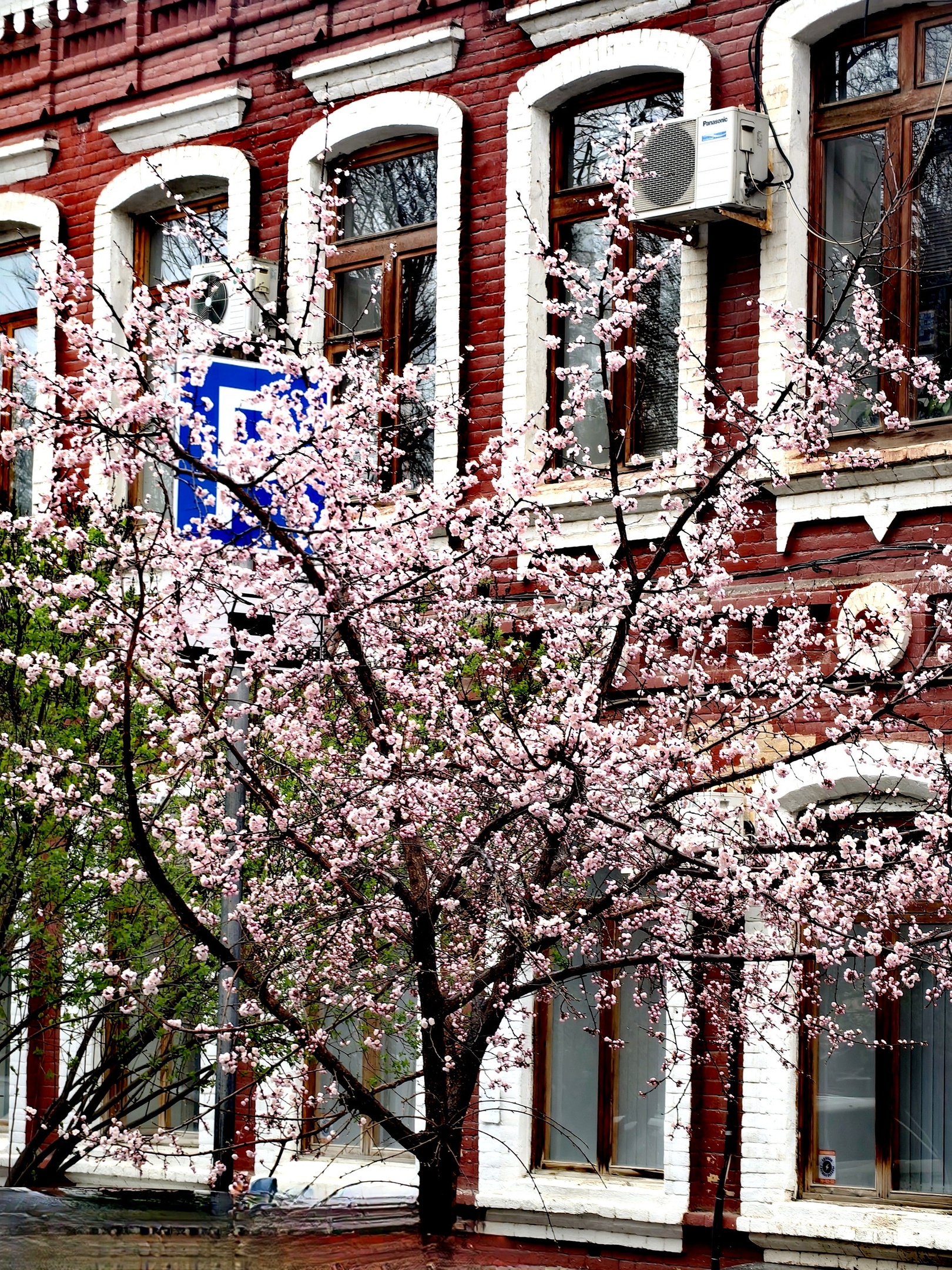 Волгоградская примета: если деревья зацвели в начале апреля, жди похолодания! 😊🫠