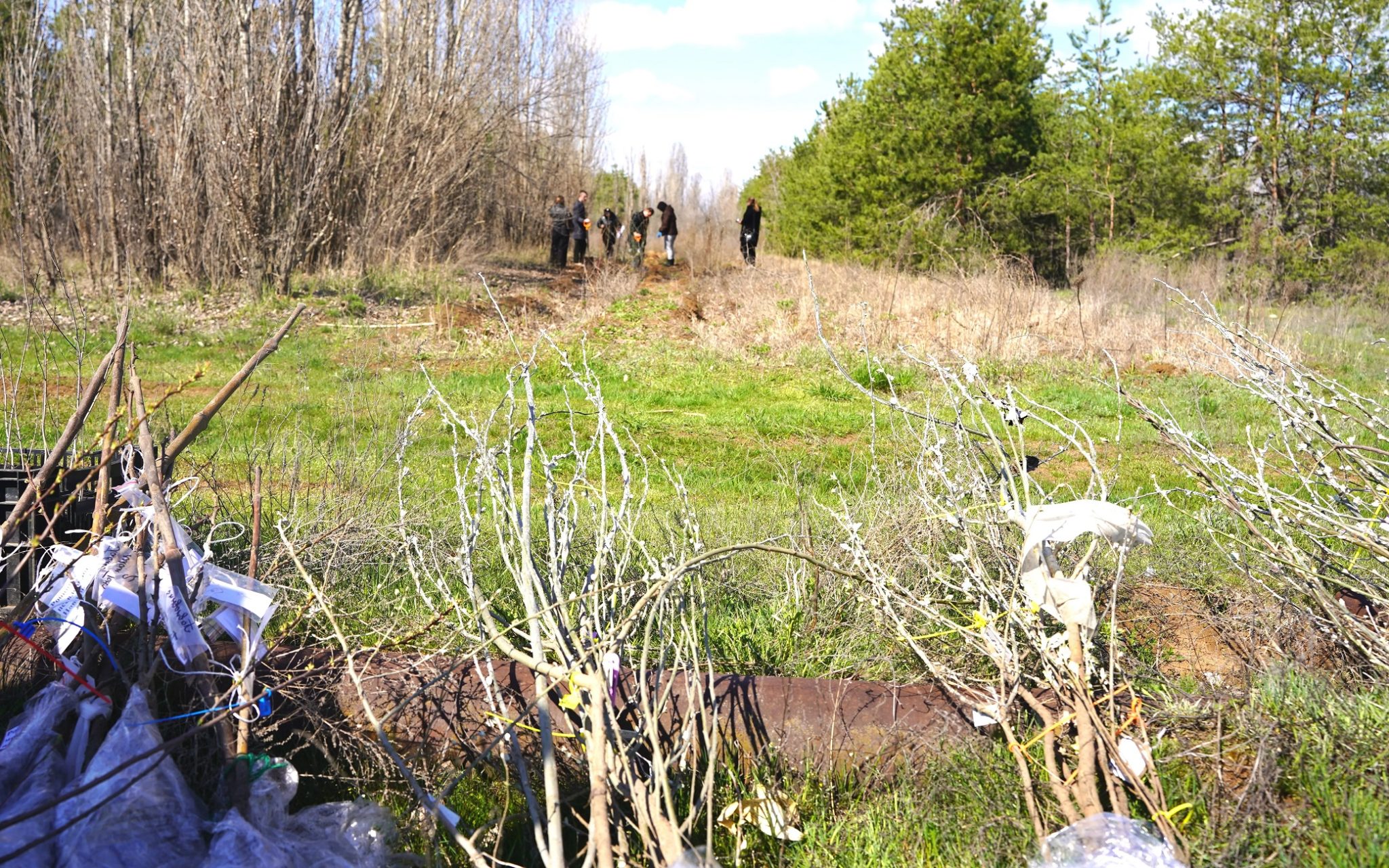 Саженцы из пробирки: В Волжском высадили уникальные гибриды тополей