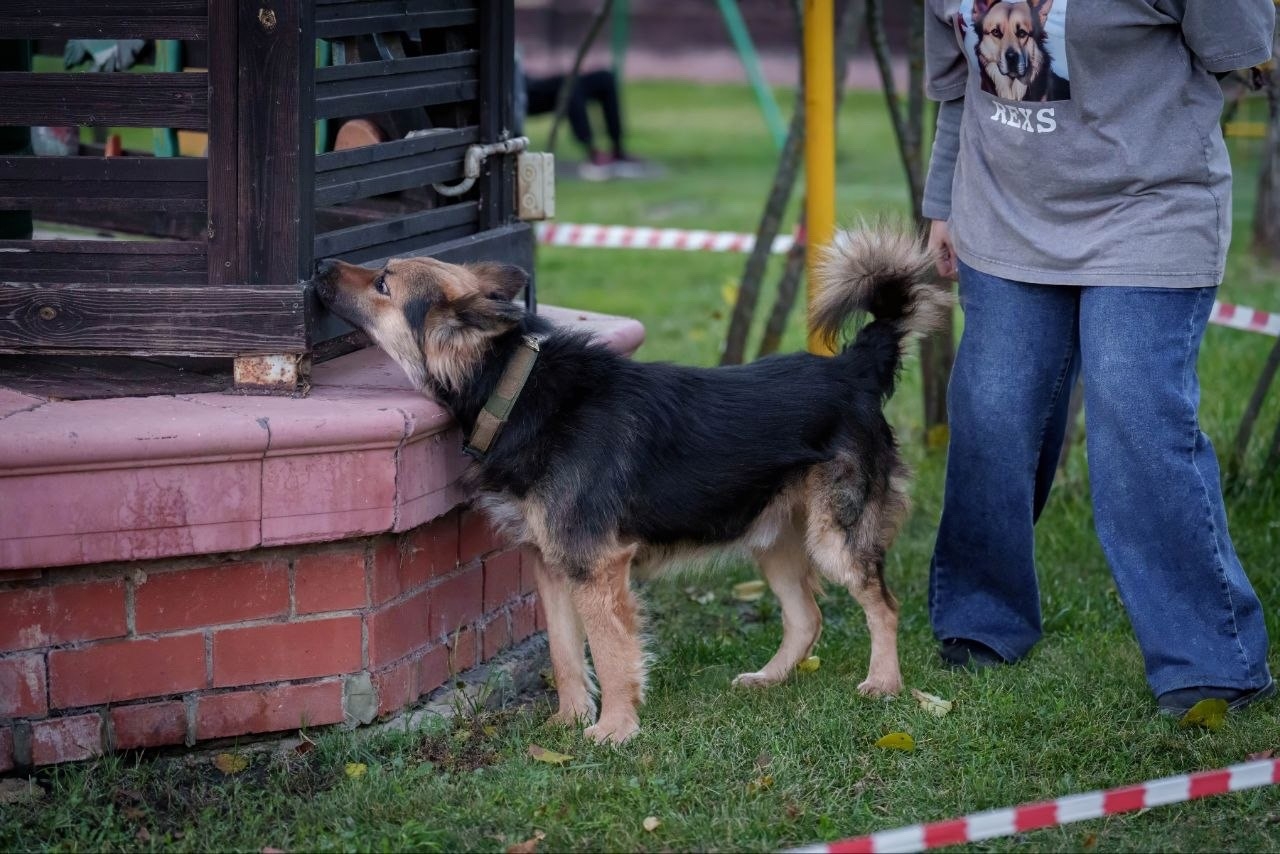 Волжский, встречай: НОУЗВОРК 🐕