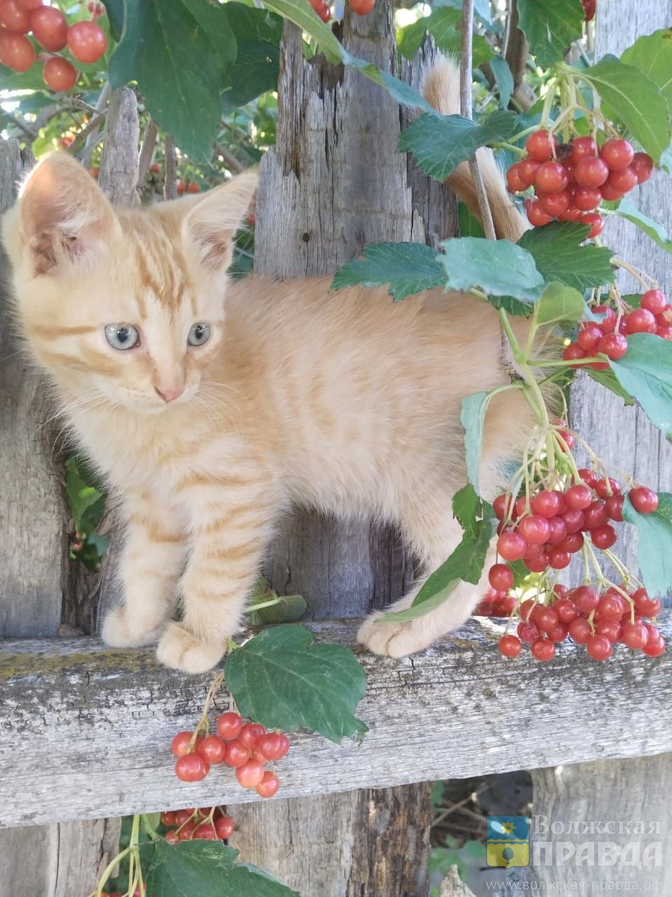 До 500 тысяч на котокомнату: в Волжском НКО пригласили побороться за грант