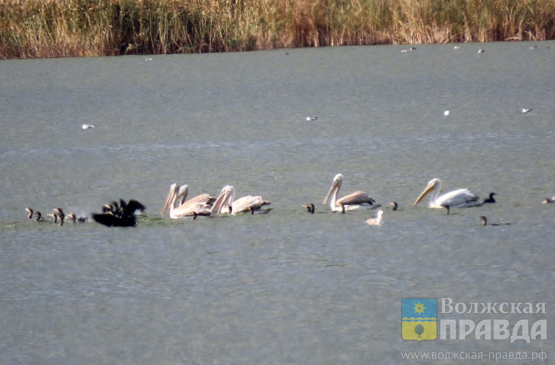 Пернатая перепись: в Волгоградской области считают редких птиц