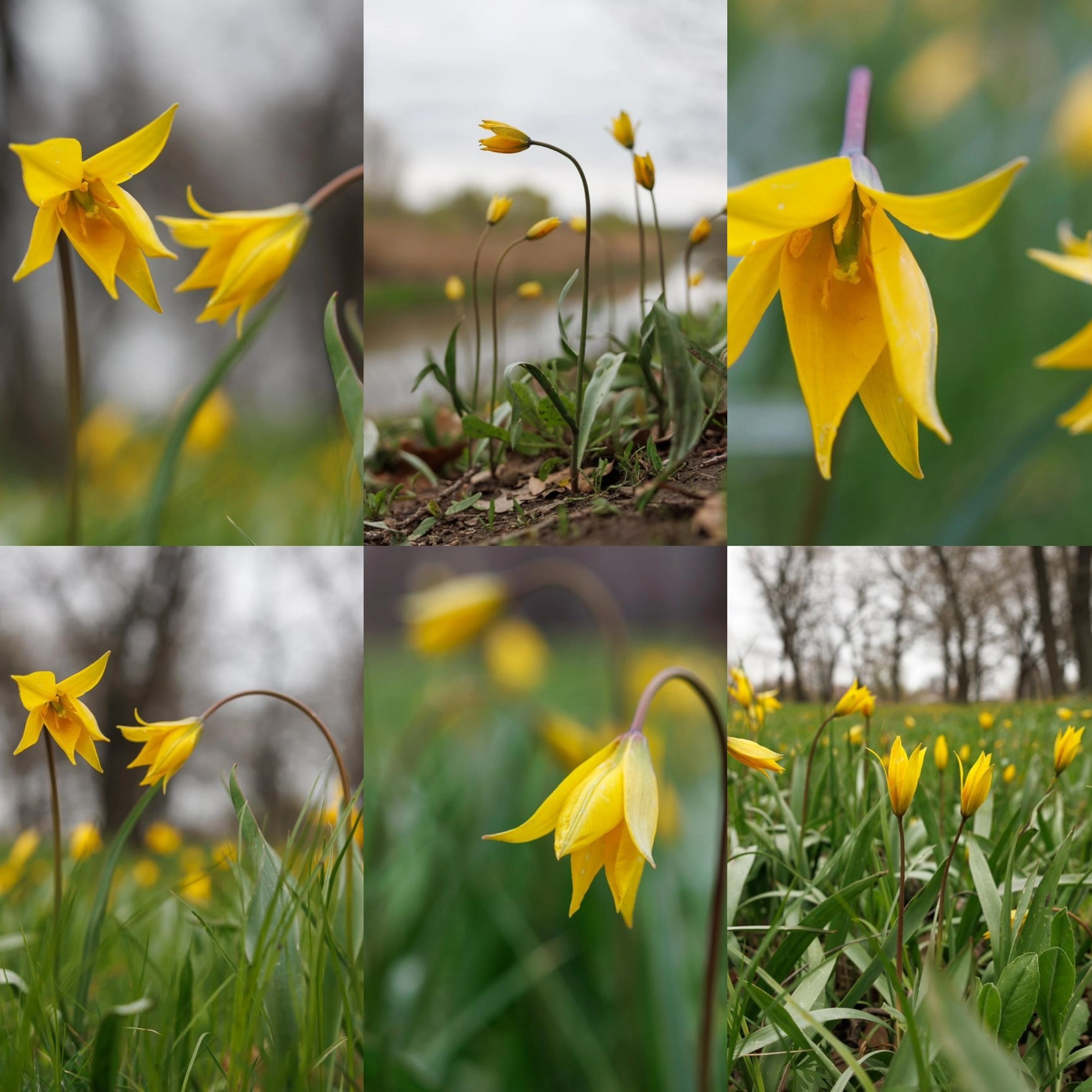 В Волгоградской области зацвели редкие тюльпаны Шренка и Биберштейна. Люди массово срывают их ради селфи и бросают у дорог. Местный житель с…
