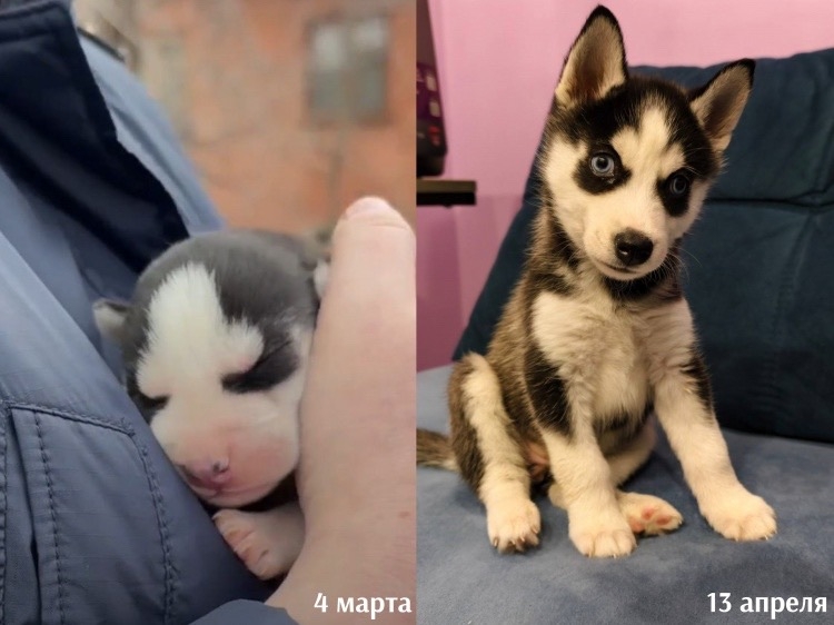 🐺 Дейма — последняя выжившая малышка из семьи хаски, спасенной в марте из аварийного дома в Волгограде. Тогда из пустой квартиры волонтеры з…