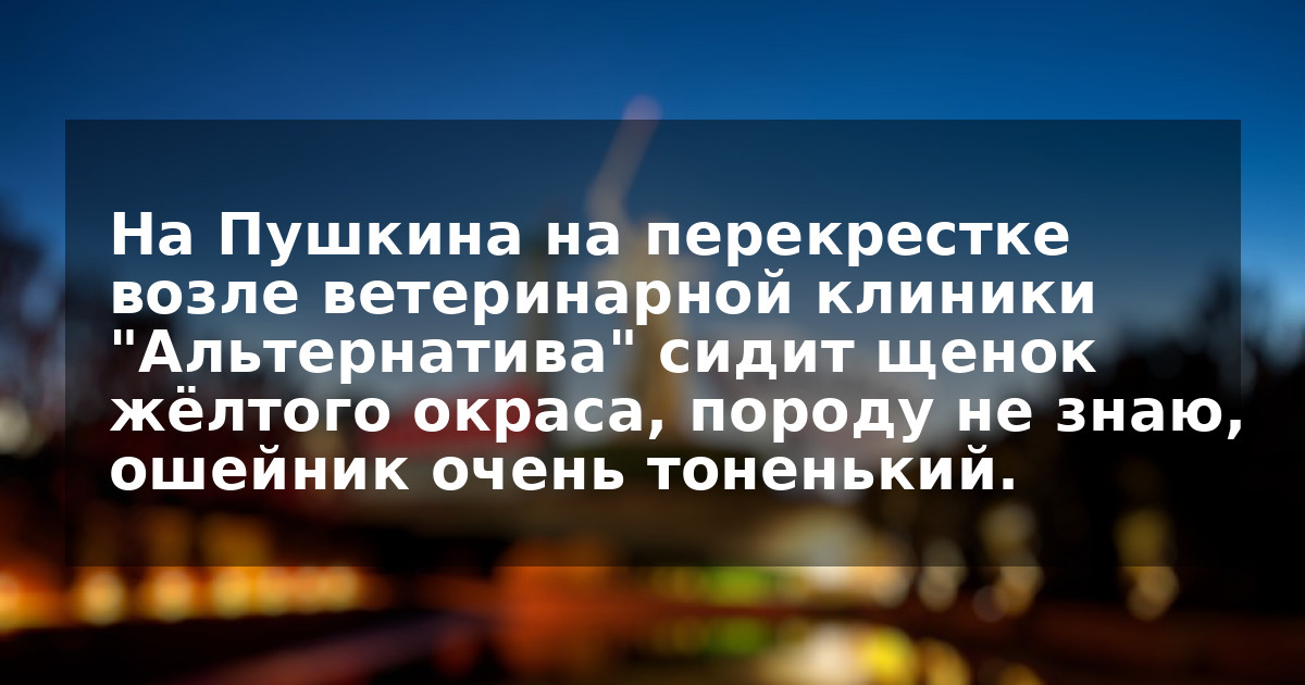 На Пушкина на перекрестке возле ветеринарной клиники "Альтернатива" сидит щенок жёлтого окраса, породу не знаю, ошейник очень тоненький.
