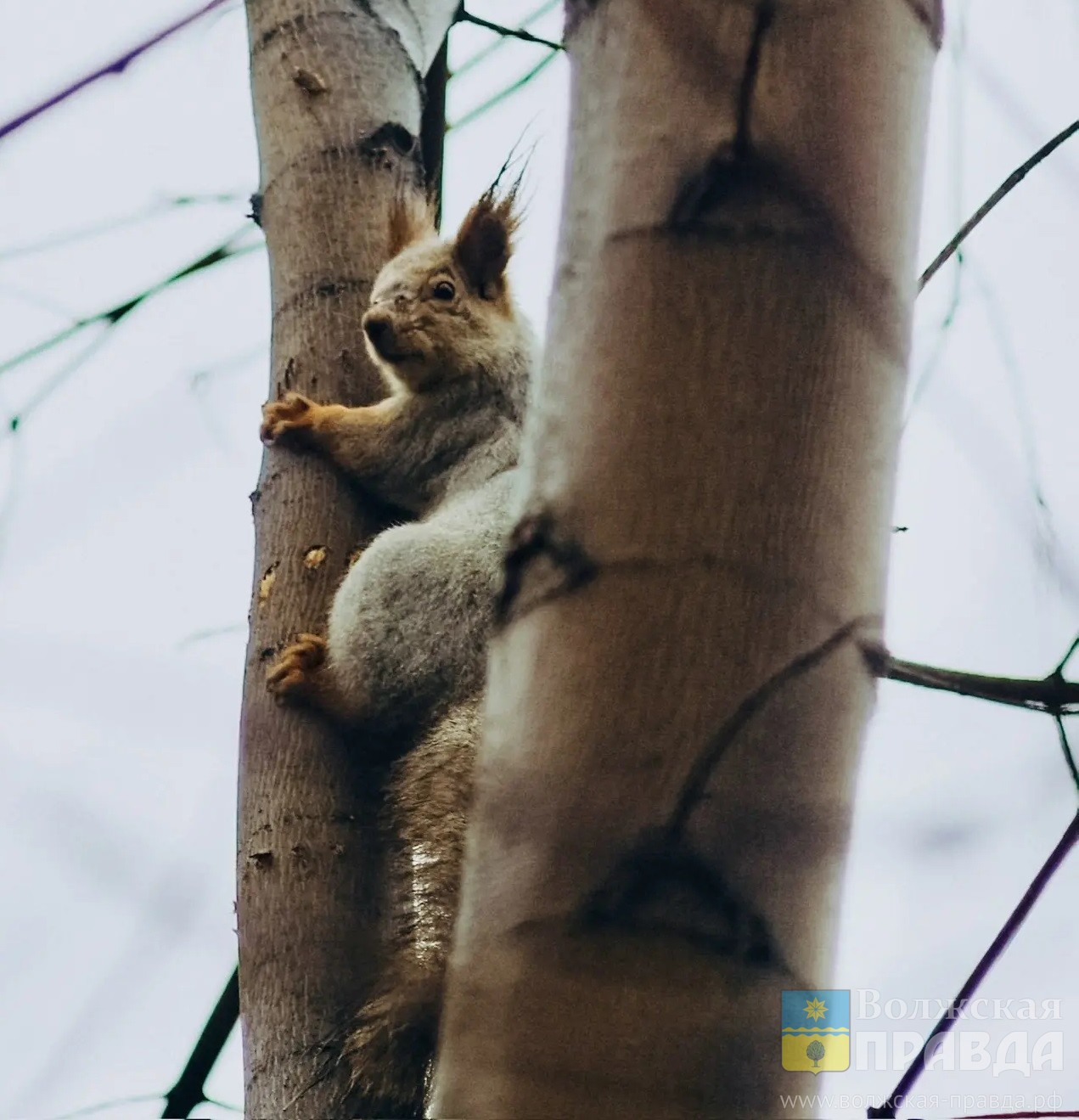 Неподходящий дом: волжанин встал на защиту белок