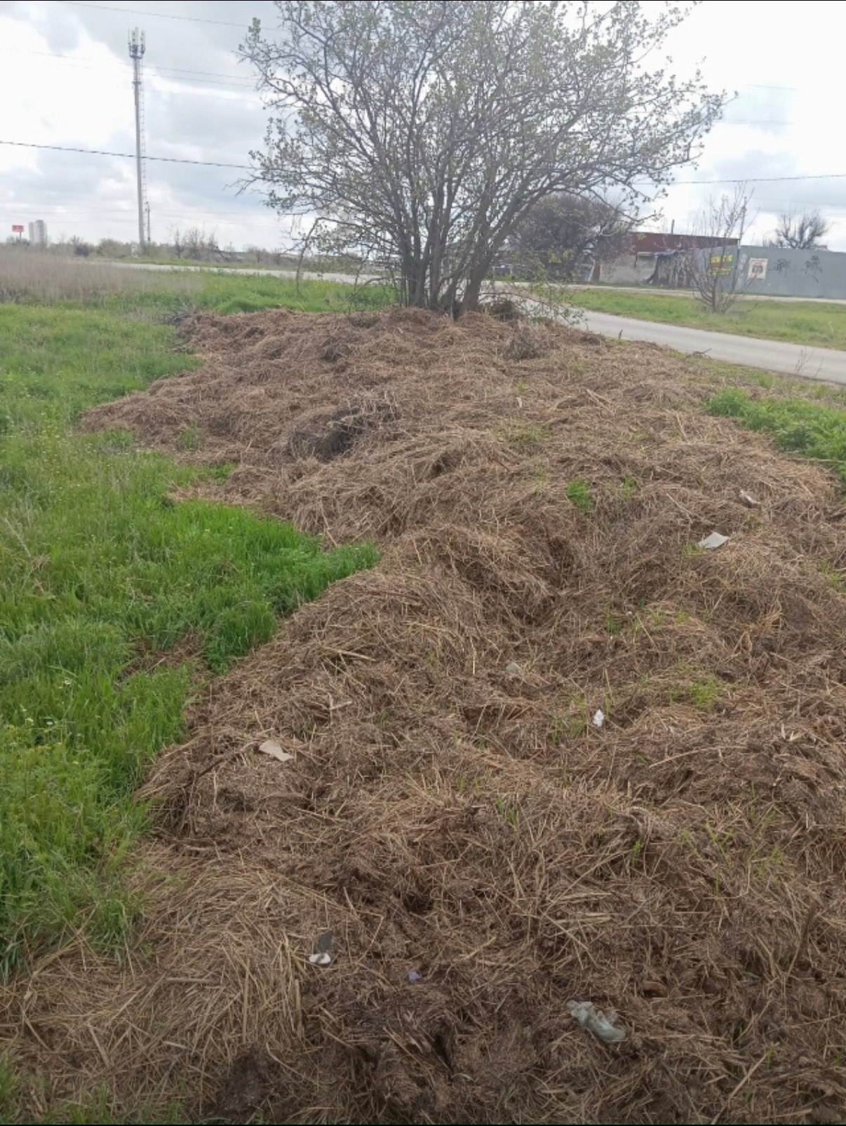 В посёлке рабочий на пустырь возле дороги на Нептун, вываливают конский навоз. Летом будет вонять. Может кто заберет его себе? Хорошее удобр…