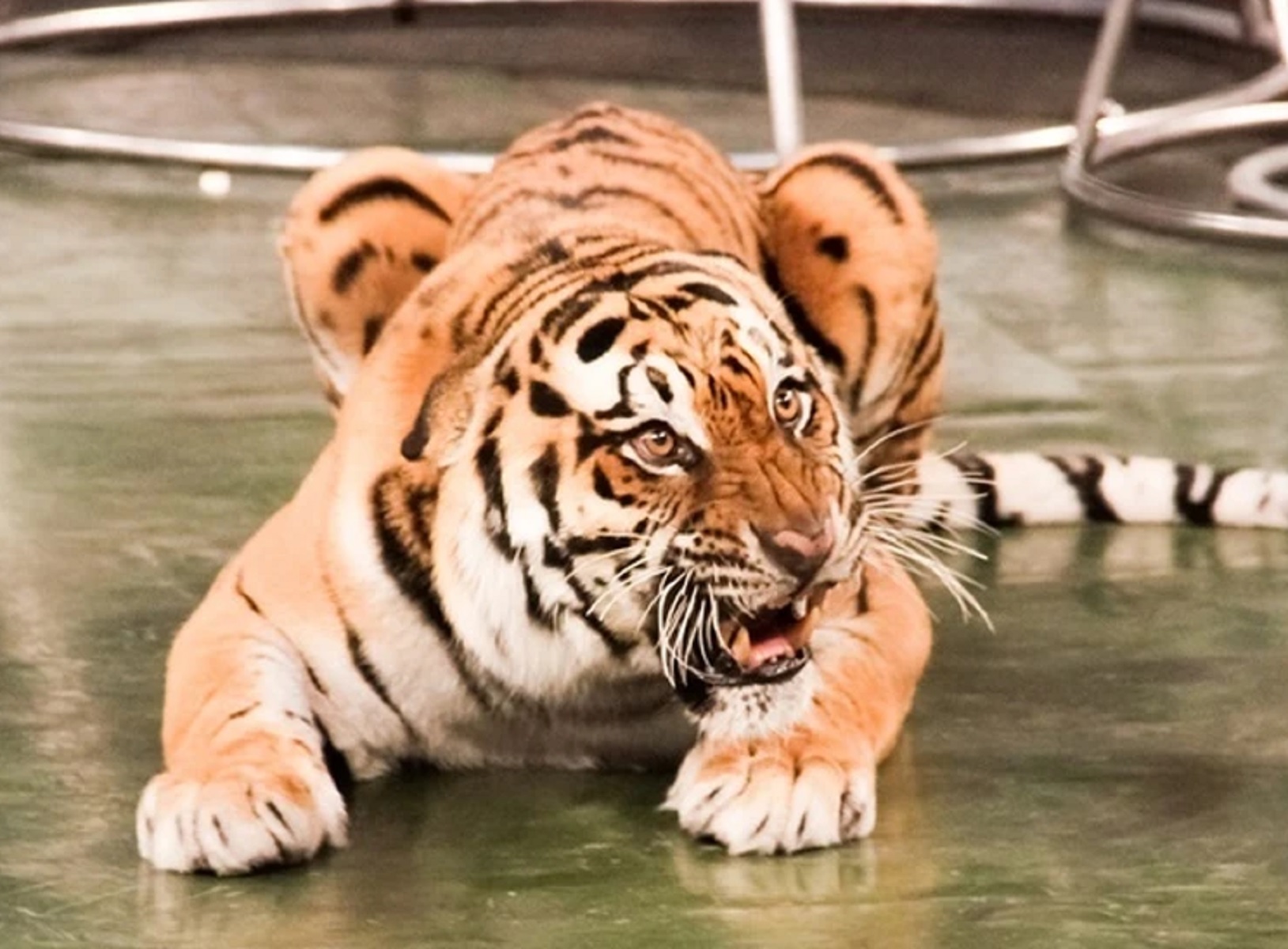 В ростовском шапито обрушилась защитная сетка и тигр выпрыгнул на зрителей