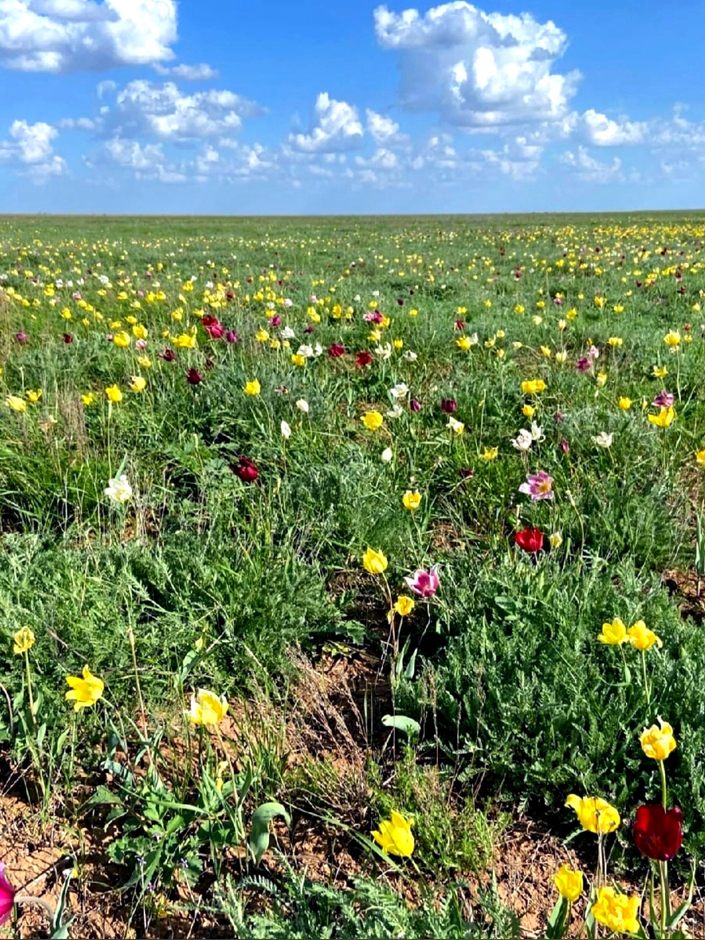 «Это настоящий рай!»: Фотограф из Волгограда показал степи Быковского района, усыпанными цветущими красочными дикими тюльпанами Шренка! 🌷🥰🌷