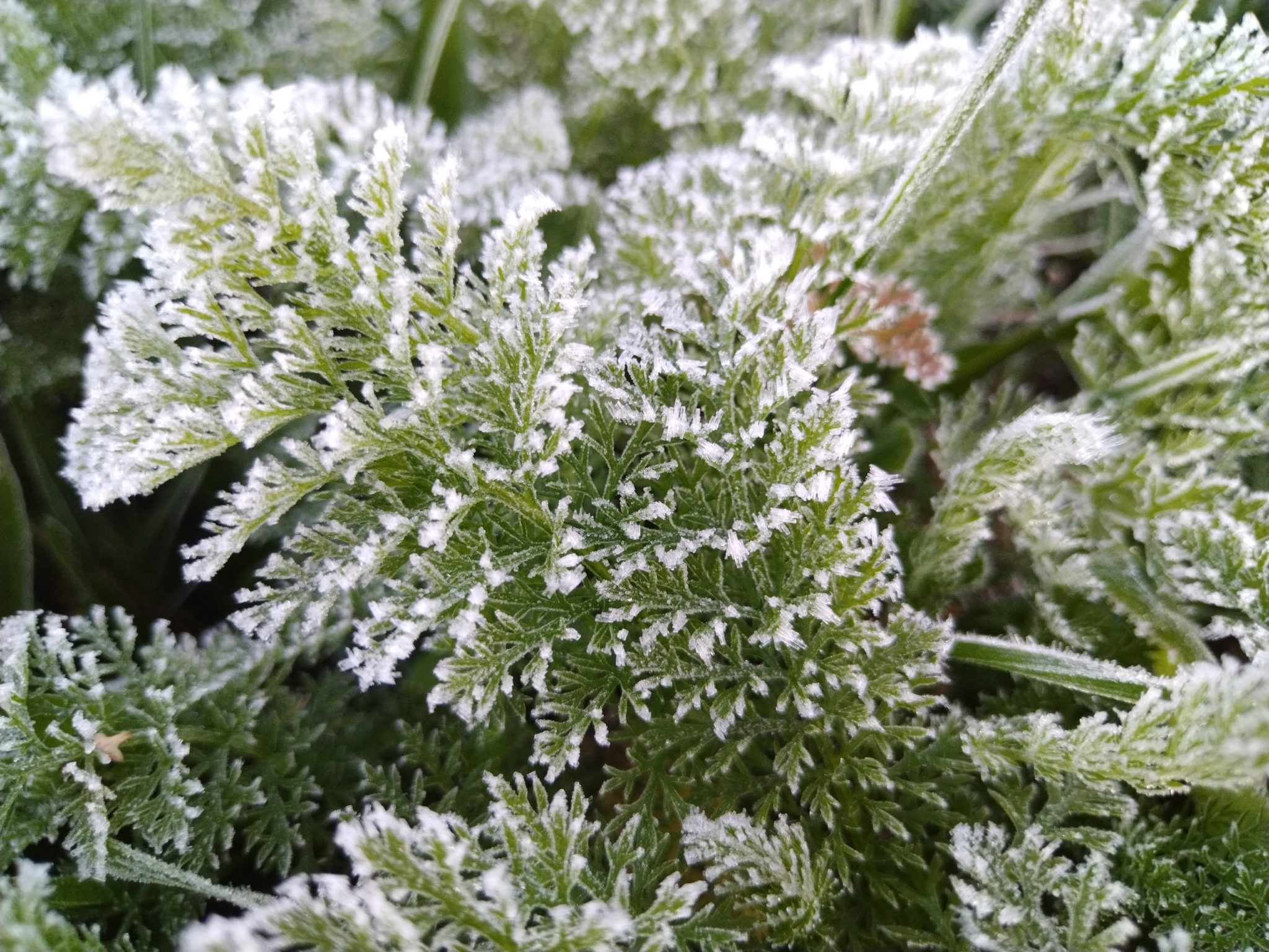 Заморозки до -3ºС придут в Волгоградскую область