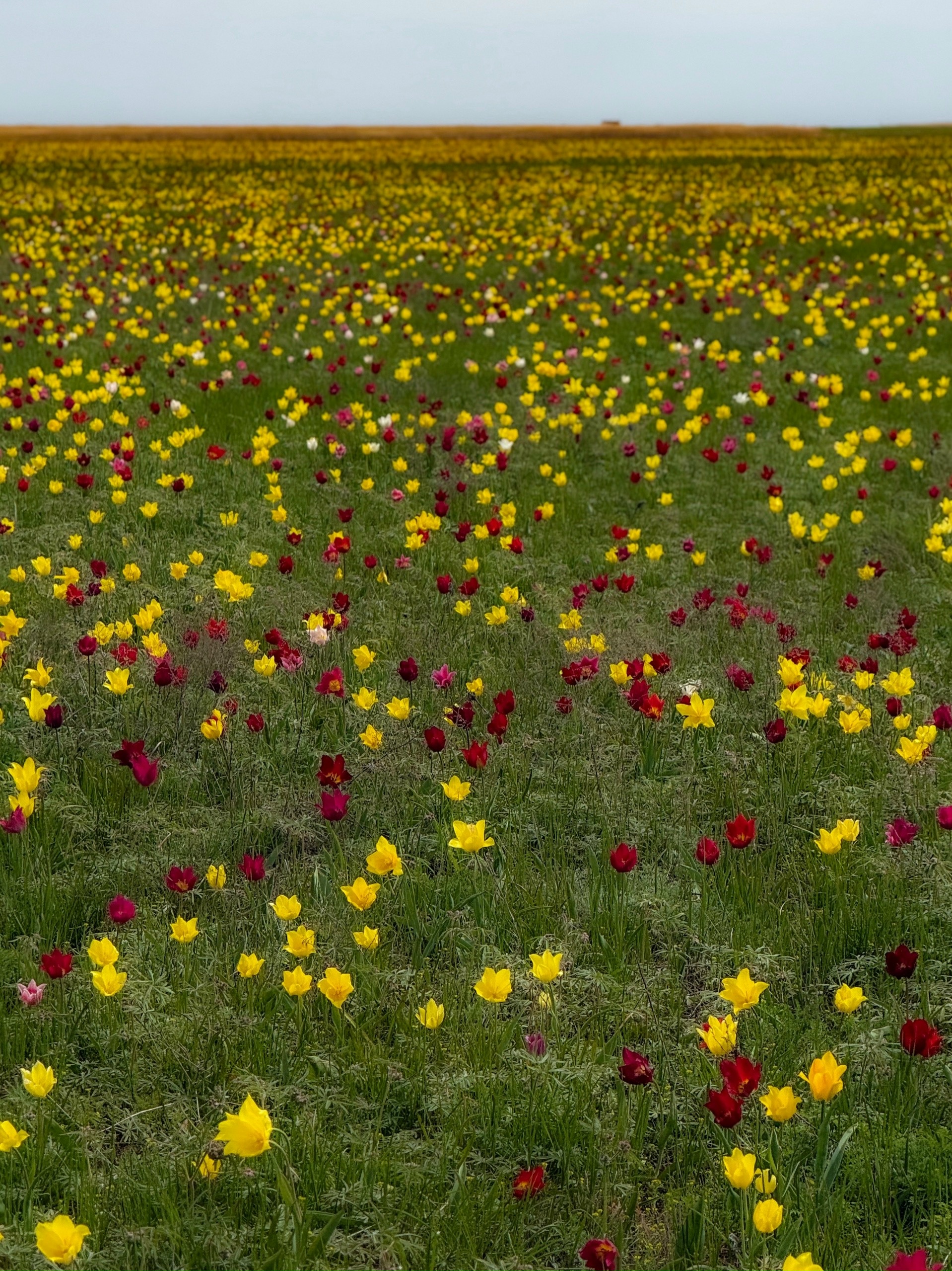 Степи Волгоградской области буквально захватили яркие и удивительно красивые дикие краснокнижные тюльпаны Шренка! 🌷🥰🌷