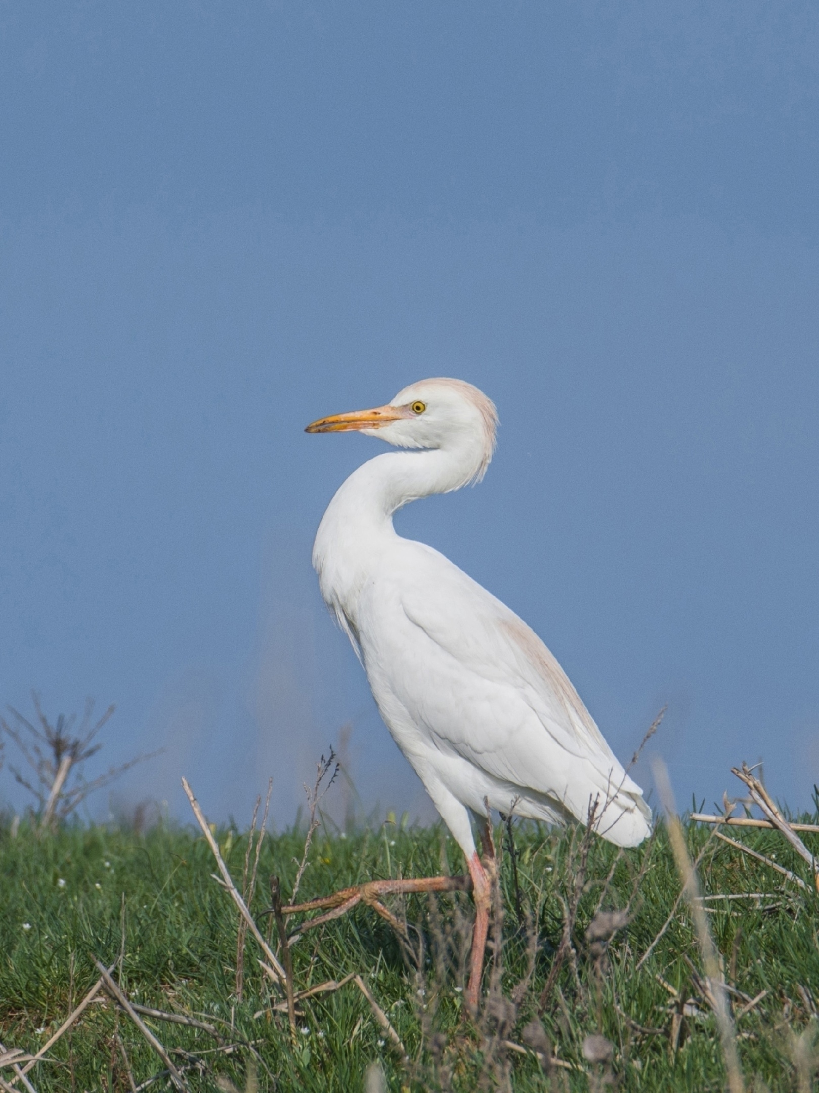 Посмотрите, какую красавицу сфотографировала Ирина Сеимова из Волгограда в Среднеахтубинском районе! 👏🤩