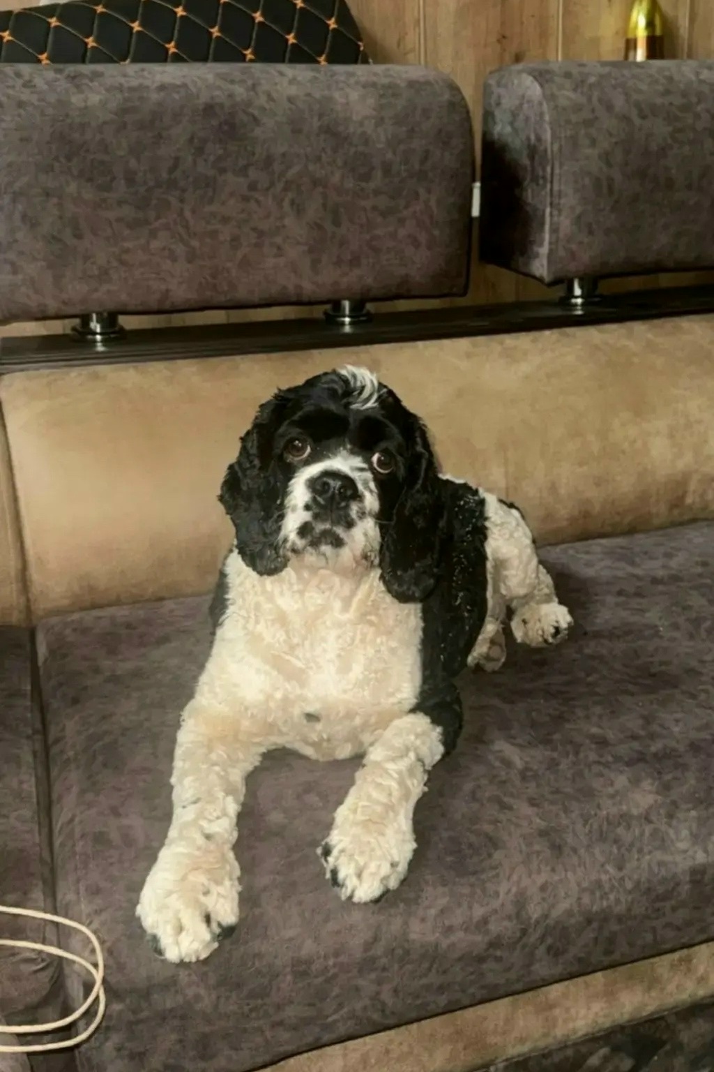 🐶 Хозяин, найдись!