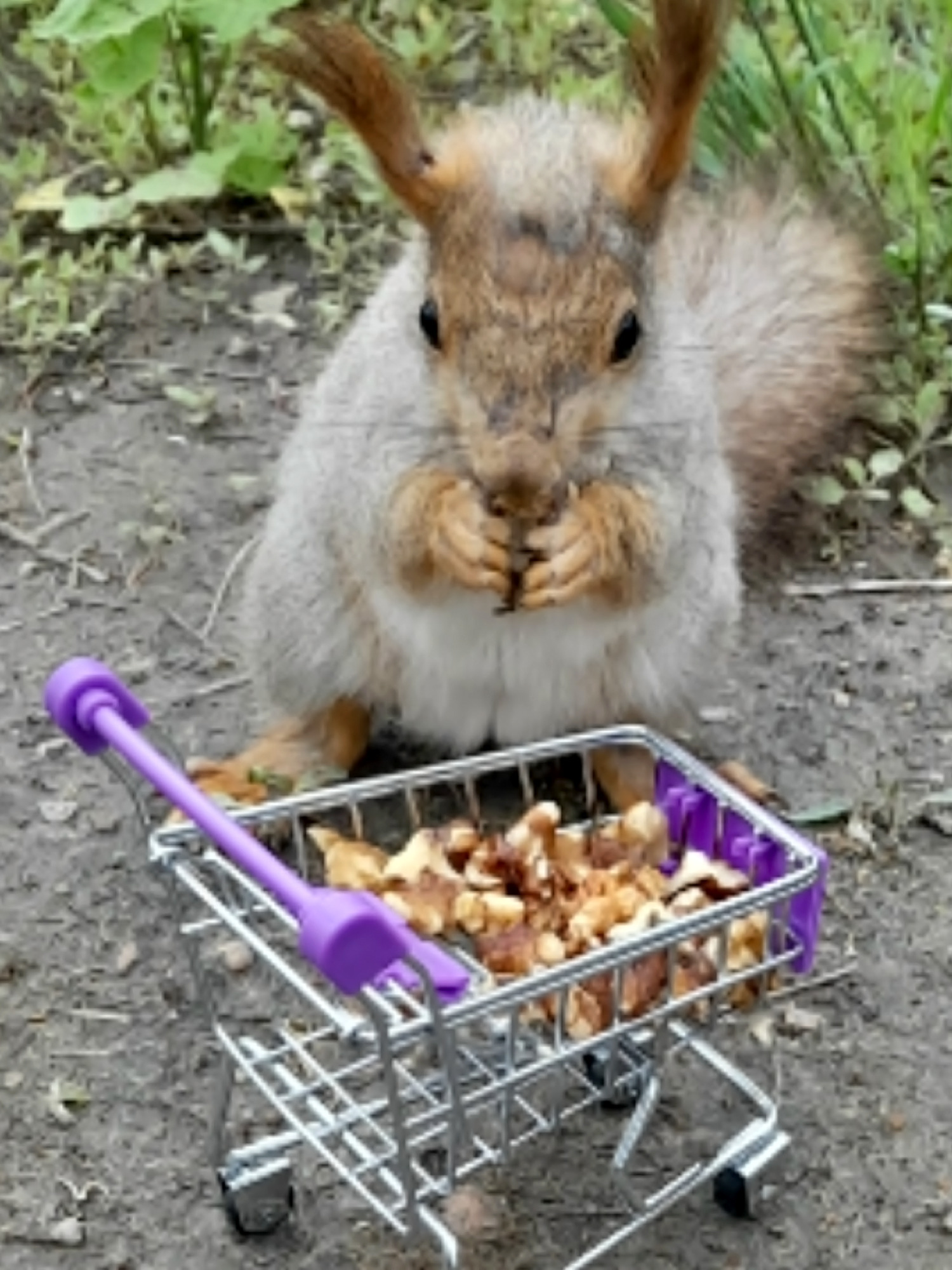 Волгоградцы привезли на Мамаев курган тележку орешков для пушистых белочек! 👏😍