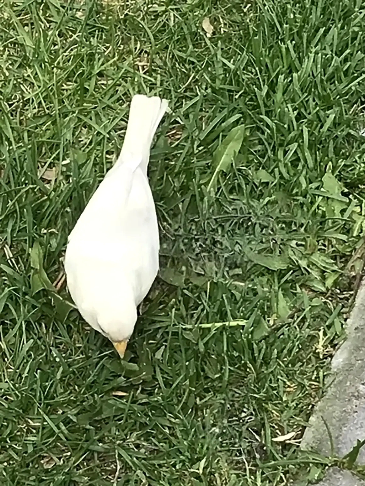 Внимательная жительница Волгограда заметила необычного, очень редкого белого воробья в Дзержинском районе! 👏🤩