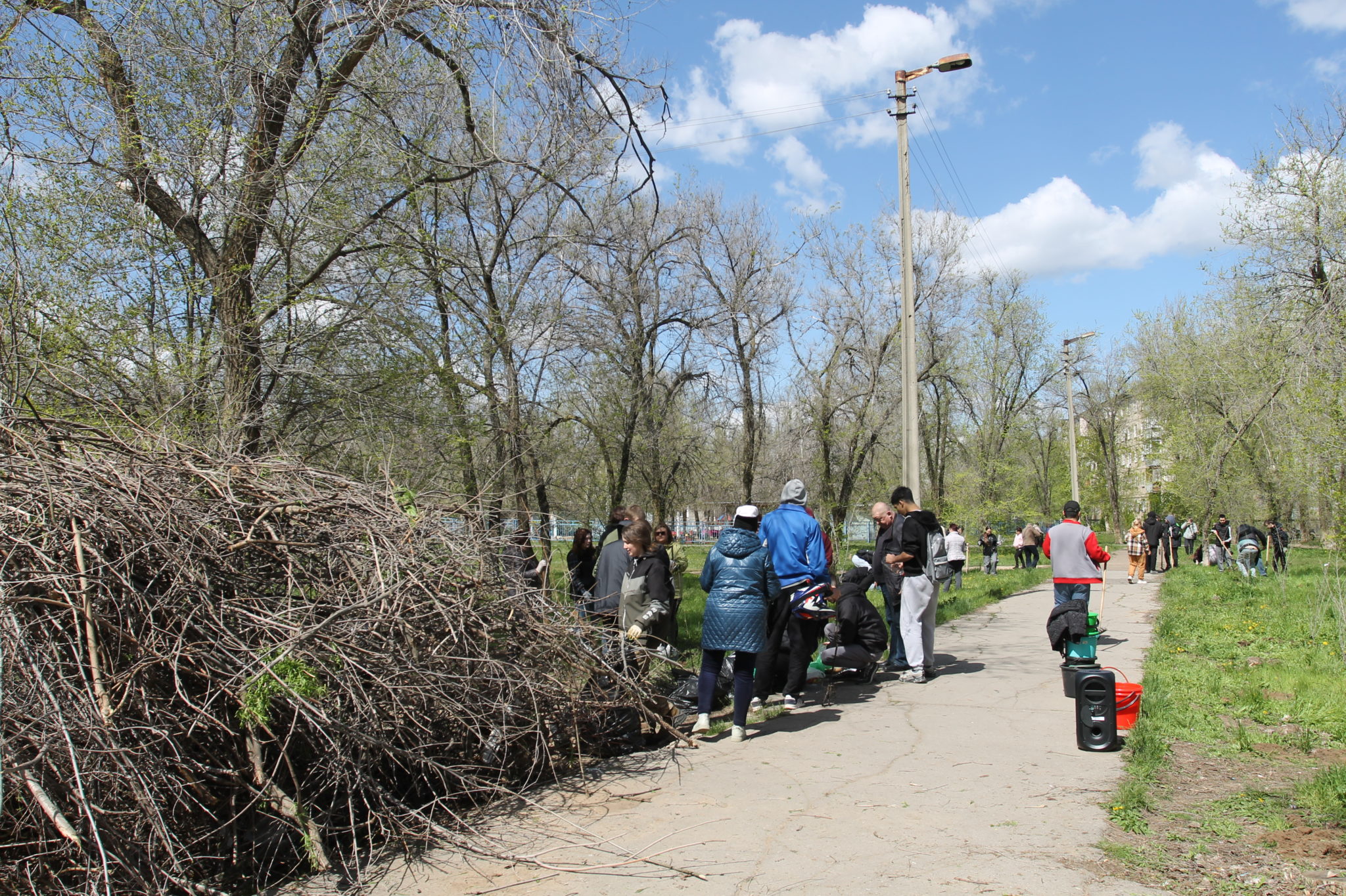 Волжане возродили вязовую аллею с помощью гидрогеля