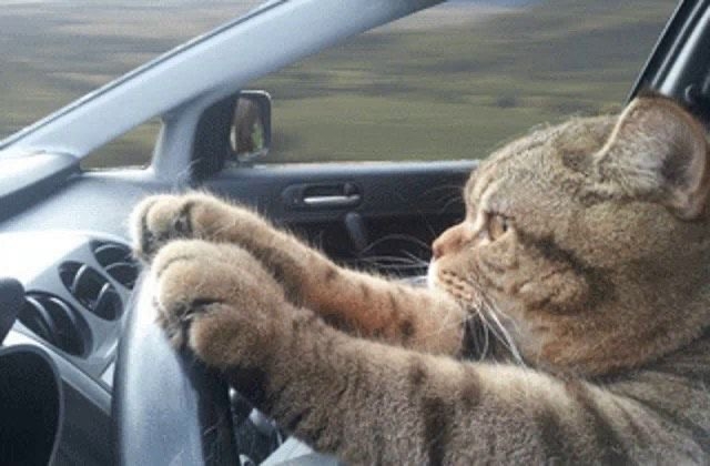 Перейти с бензина на газ можно с господдержкой 🚙