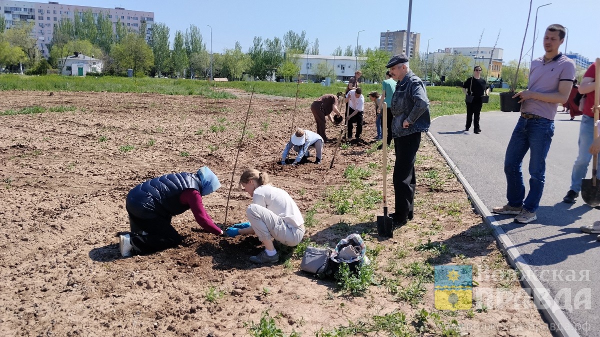 Краснолистные тополя в честь Дружбы народов: волжский парк обзавёлся новой аллеей