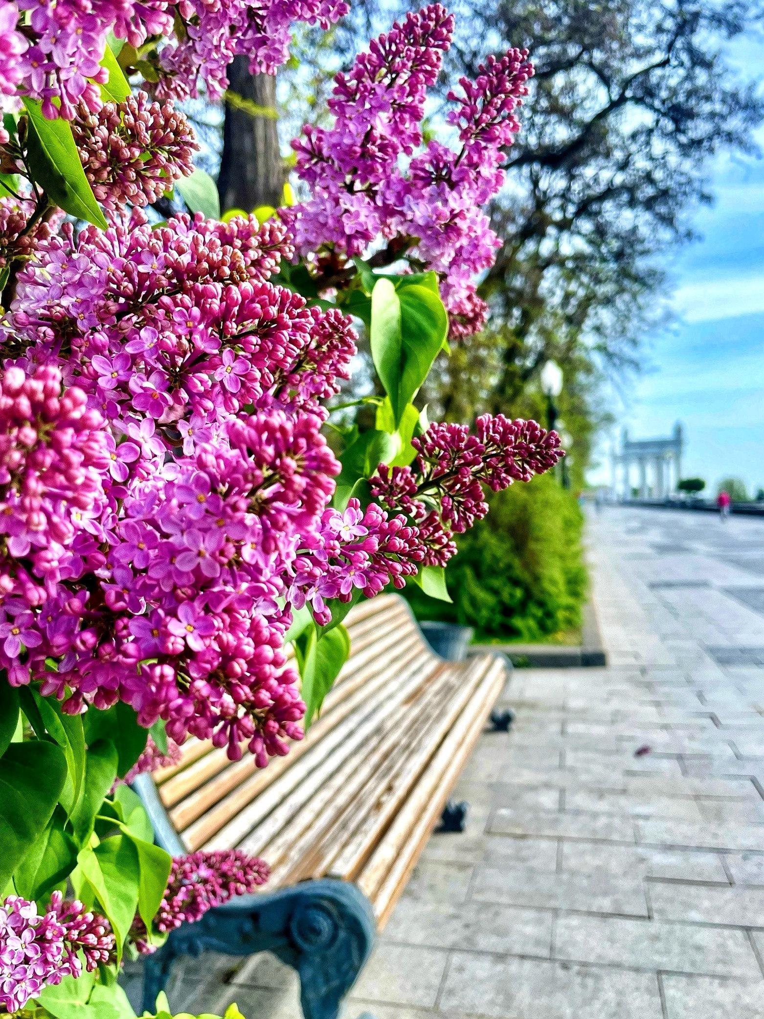 Сиреневый Волгоград! 💜💜💜