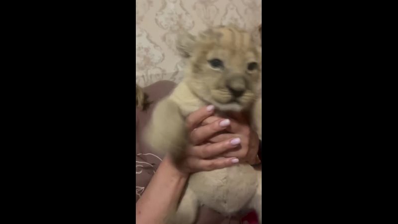 В зооцентре «Дино» родился первый волгоградский лев 🦁