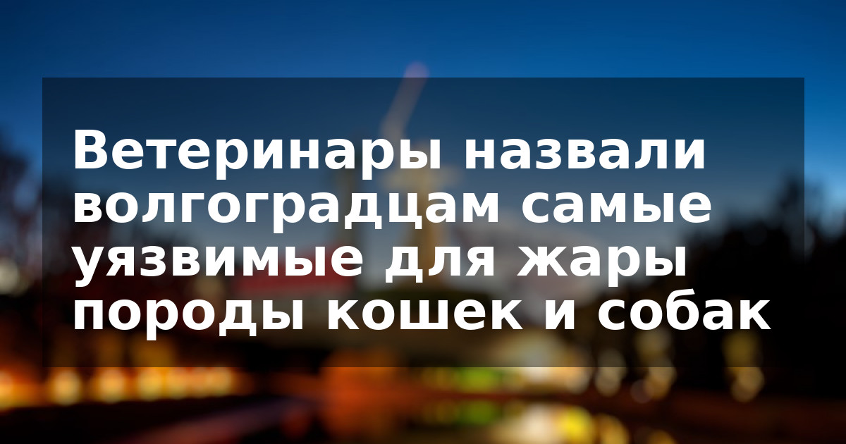 Ветеринары назвали волгоградцам самые уязвимые для жары породы кошек и собак